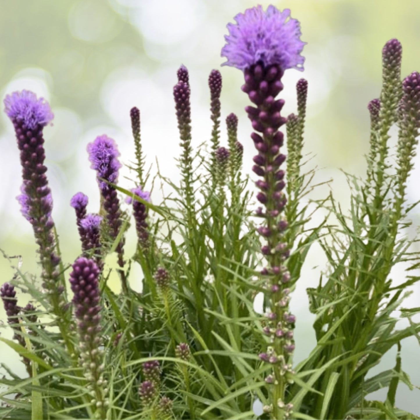 Prairie Blazing Star Seeds - 100+ Thick-Spike Gayfeather Wildflower - Liatris pycnostachya - Native to USA