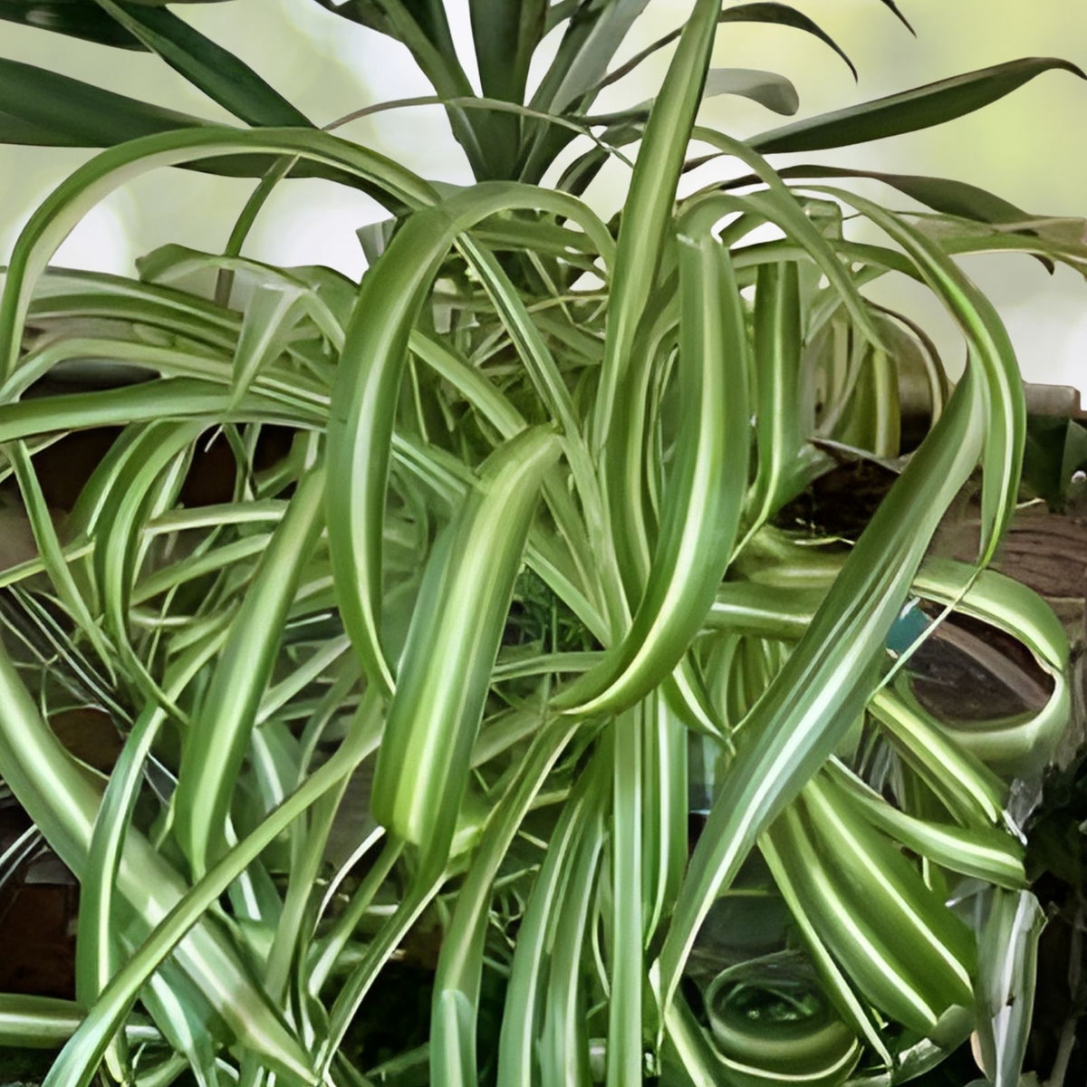 Live Spider Plant Cuttings - Fully Rooted Indoor Houseplant - Chlorophytum comosum - Easy to Grow, Ready to Plant