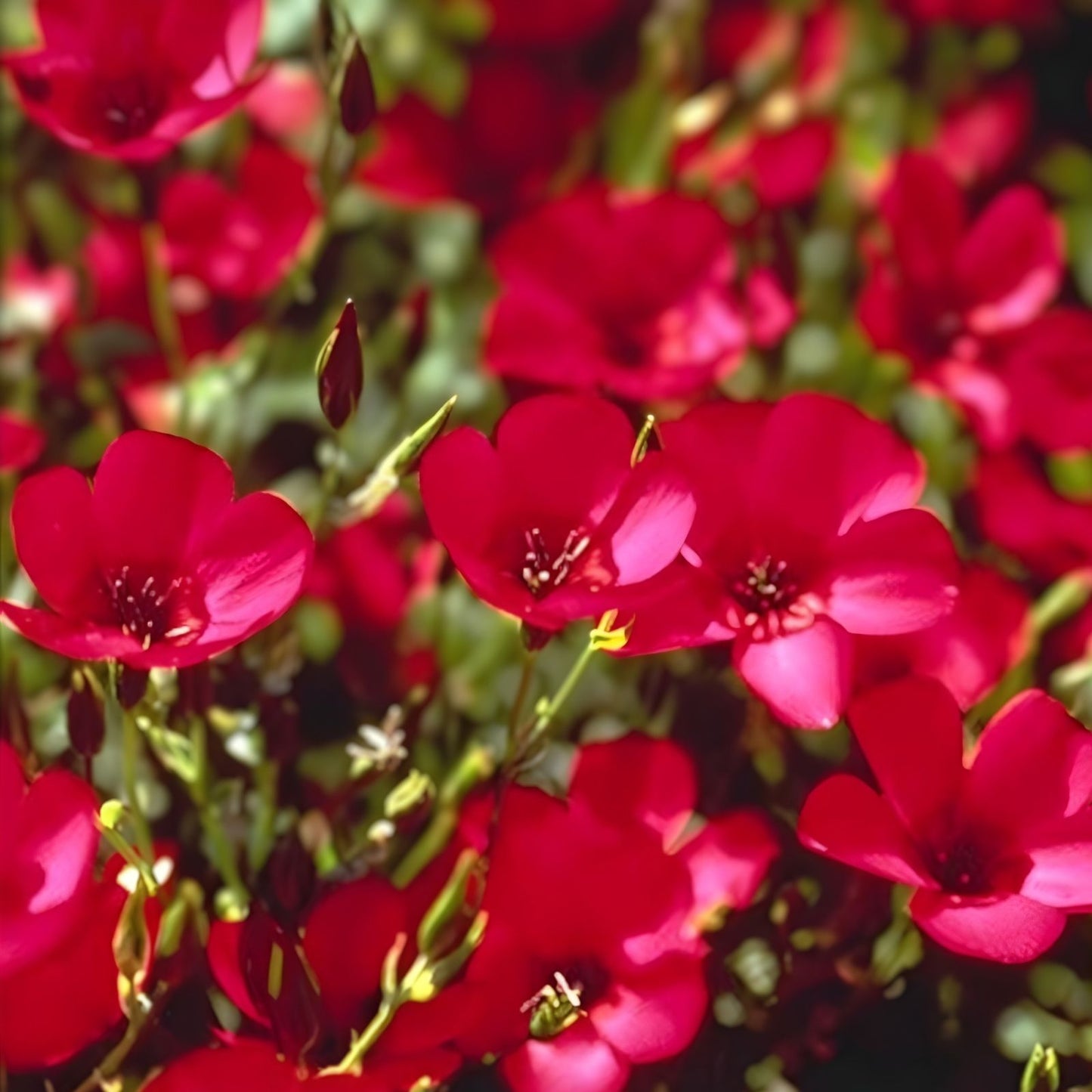 Organic Red Scarlet Flax Seeds 200 Count Non-GMO Heirloom Gardening Planting USA Grown