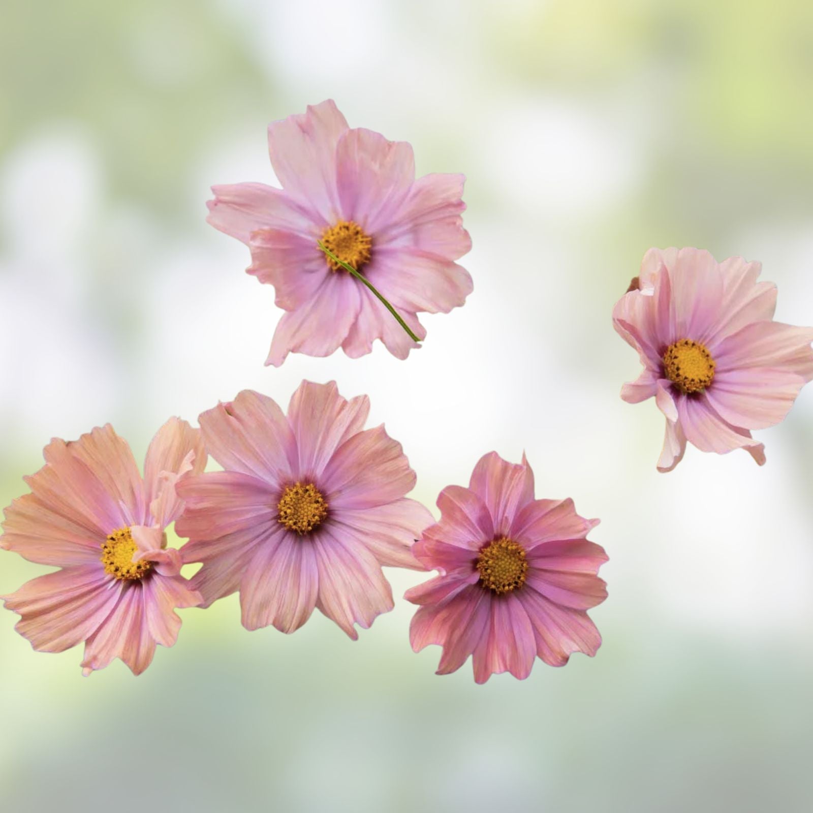 Cosmos Flower Seeds Bright Lights Mix 1,000 Non-GMO Cosmos bipinnatus Garden Seeds from Io