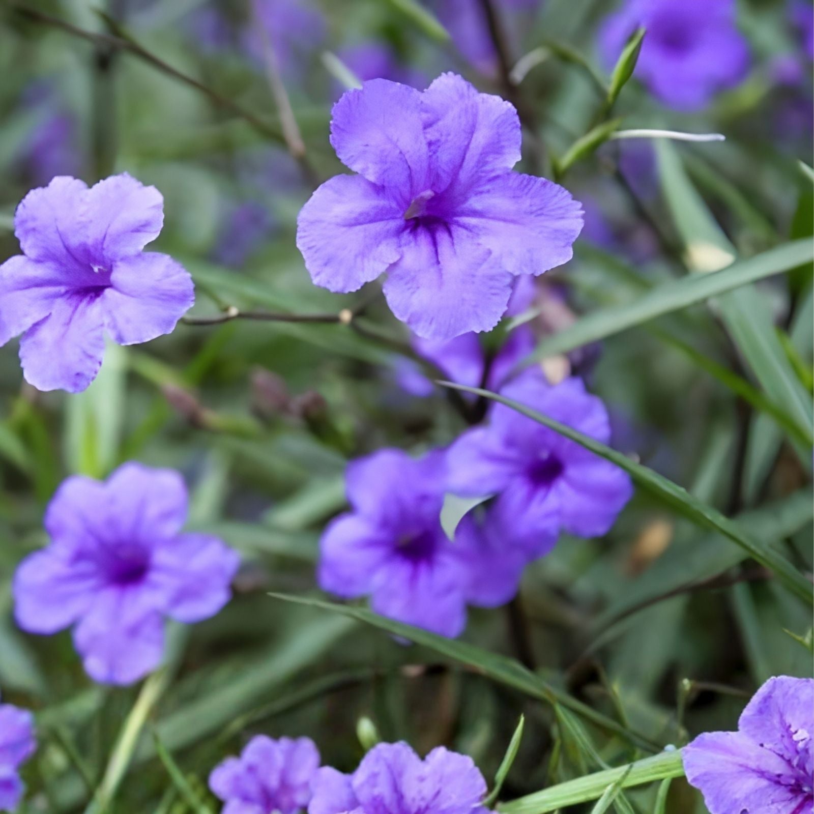 Mexican Petunia Cuttings 6 Purple Showers Perennial Ruellia simplex for Pollinators, Garden, Landscape Plant
