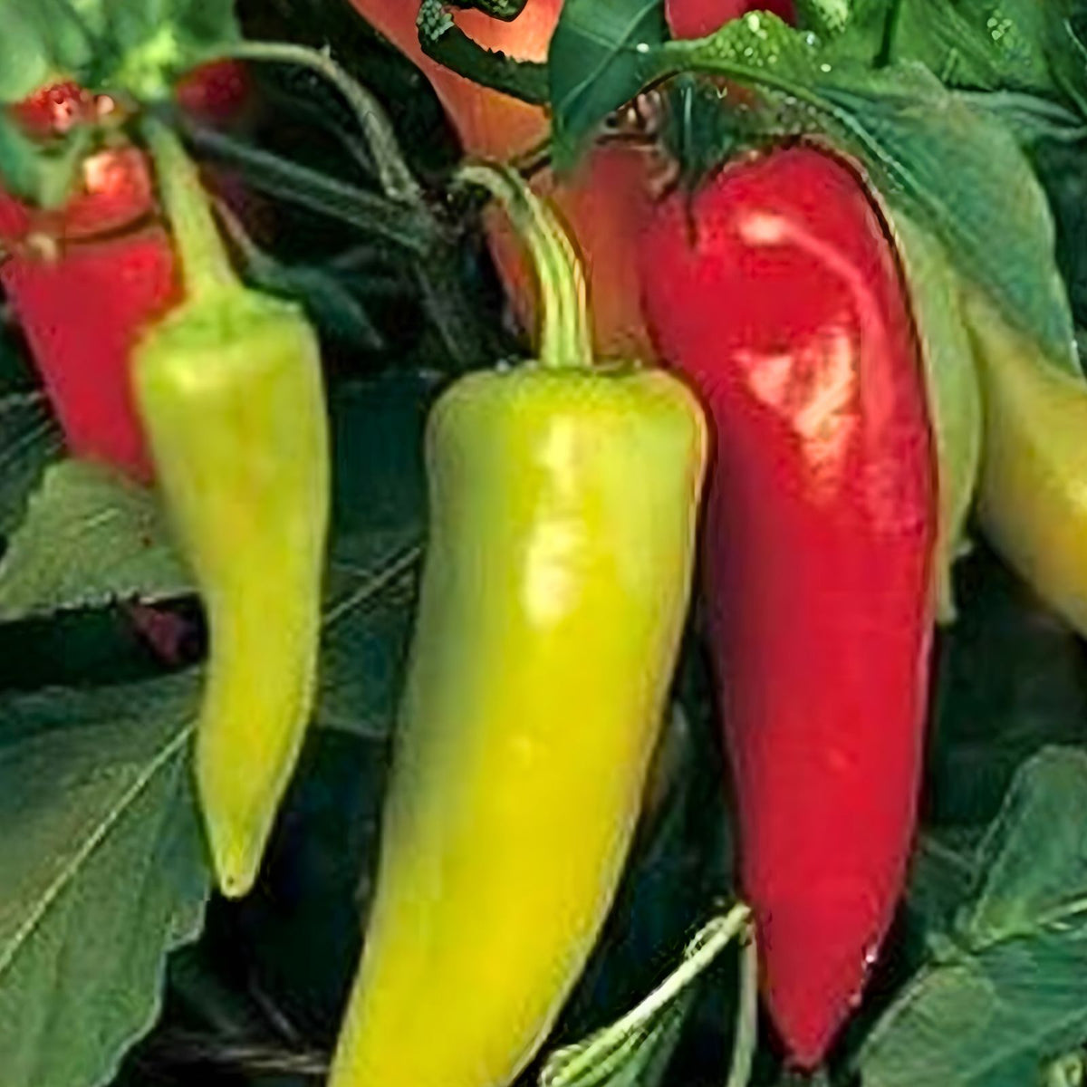 Spicy Hungarian Yellow Wax Pepper Seeds, Heirloom Non-GMO, 100+ Seeds, Capsicum annuum, Hot Yellow Pepper Seeds