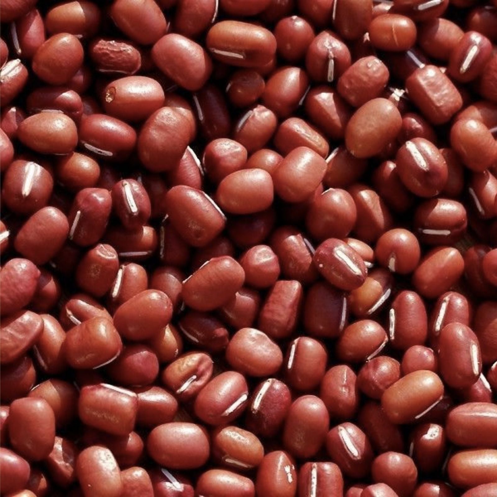 Adzuki Soybean Seeds - 100 Red Bean Seeds for Planting - Vigna angularis - Edible Legumes, Organic Gardening, Bean Seeds