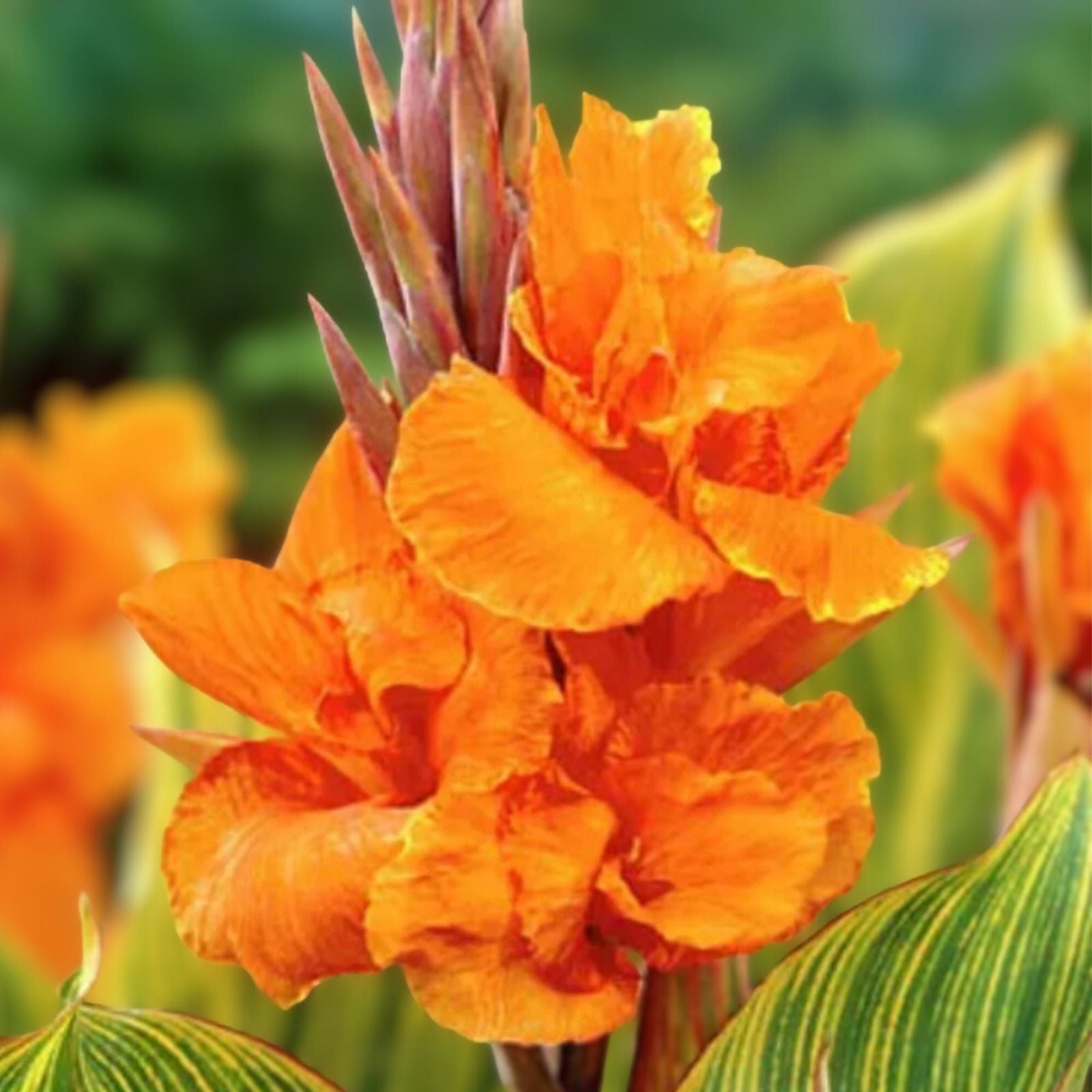 Orange Canna Lily Plant 3 Gallon Pot Tropical Flowering Perennial Canna indica