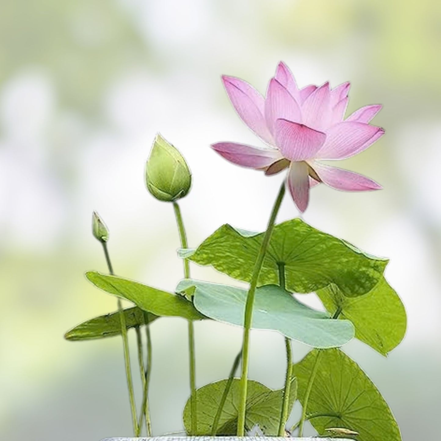 Bonsai Lotus Seeds - 10 Seeds - Flowering Water Bonsai with Lily Pad - Nymphaea spp.