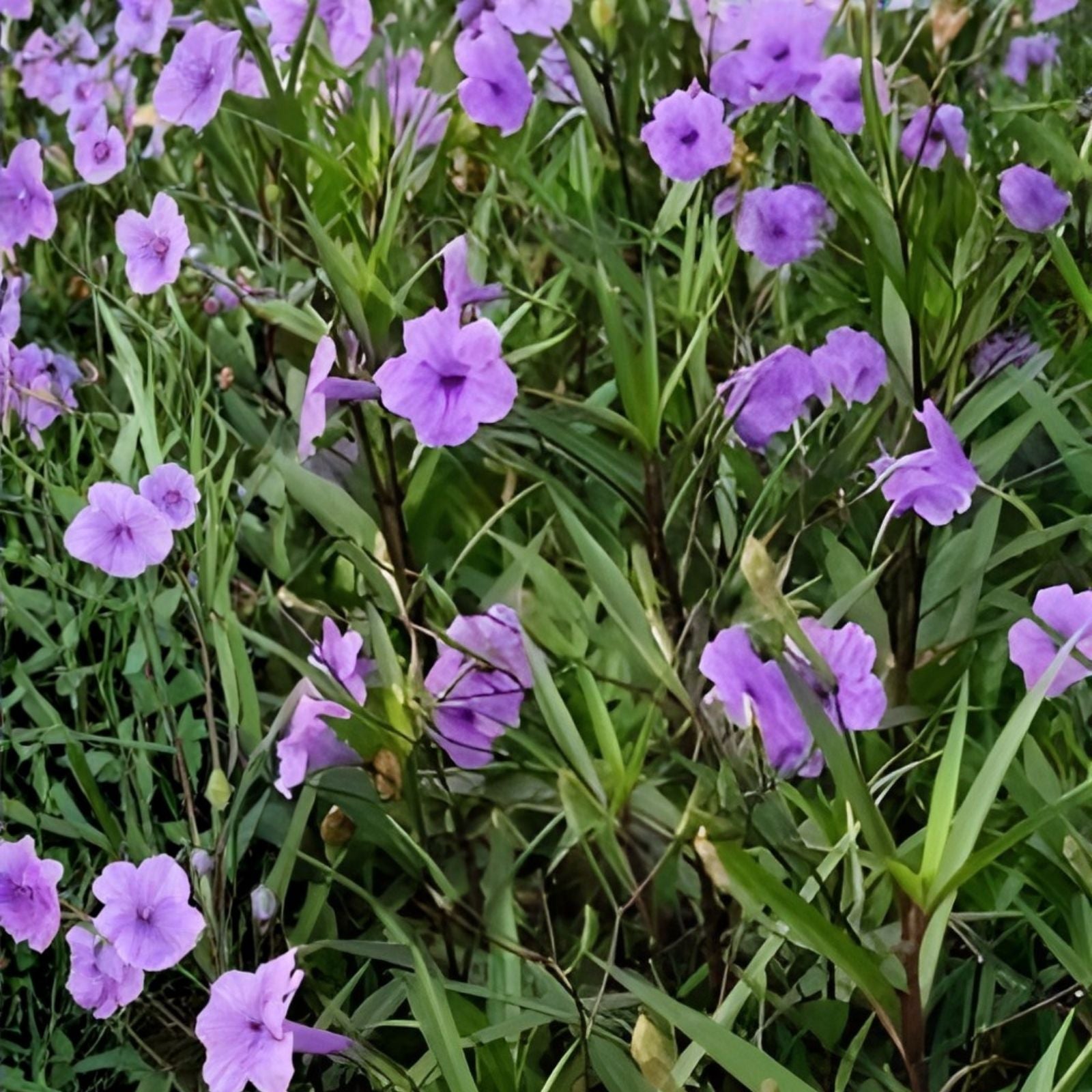 Mexican Petunias Cuttings - 6" Purple Ruellia simplex - Rare Exotic Live Plant, Easy to Root, Garden Flower, Ornamental Plant