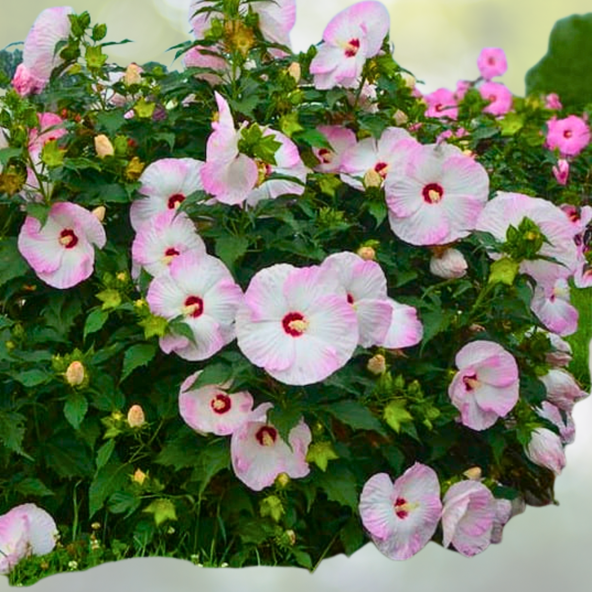 Hibiscus Starter Plant - 5-7 Inch Ballet Slippers - Tropical Flowering Plant (Hibiscus rosa-sinensis)