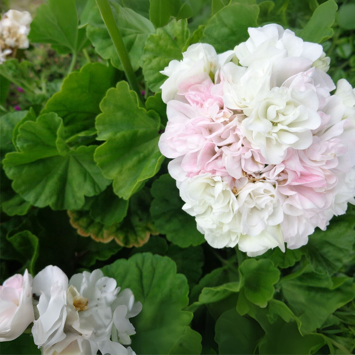 Fresh Live Geranium Starter Cuttings 3x6" - White with Light Pink Flowers - Pelargonium spp.