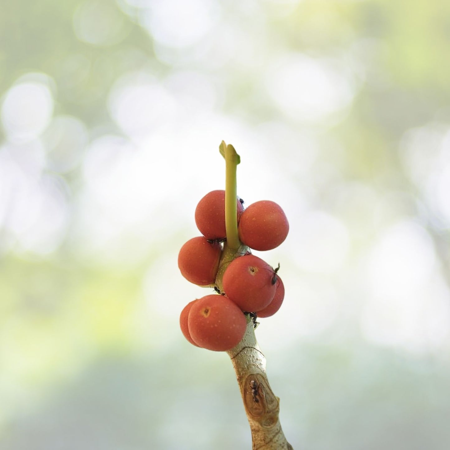 Banyan Fig Seeds - 50+ Premium Ficus benghalensis Seeds - Ideal for Bonsai or Indoor Gardening