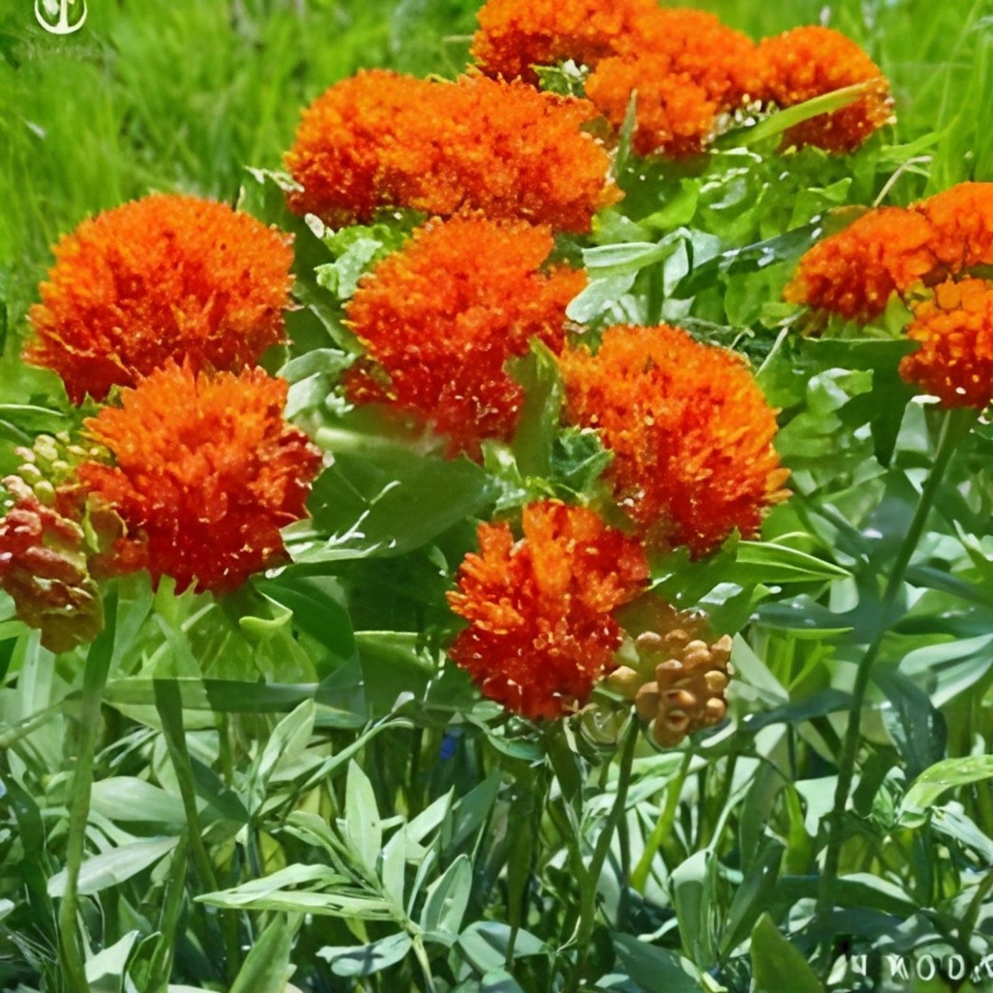 Butterfly Flower Seeds Angel Wings Mix 30 Seeds Pollinator Plants for Gardens Asclepias tuberosa