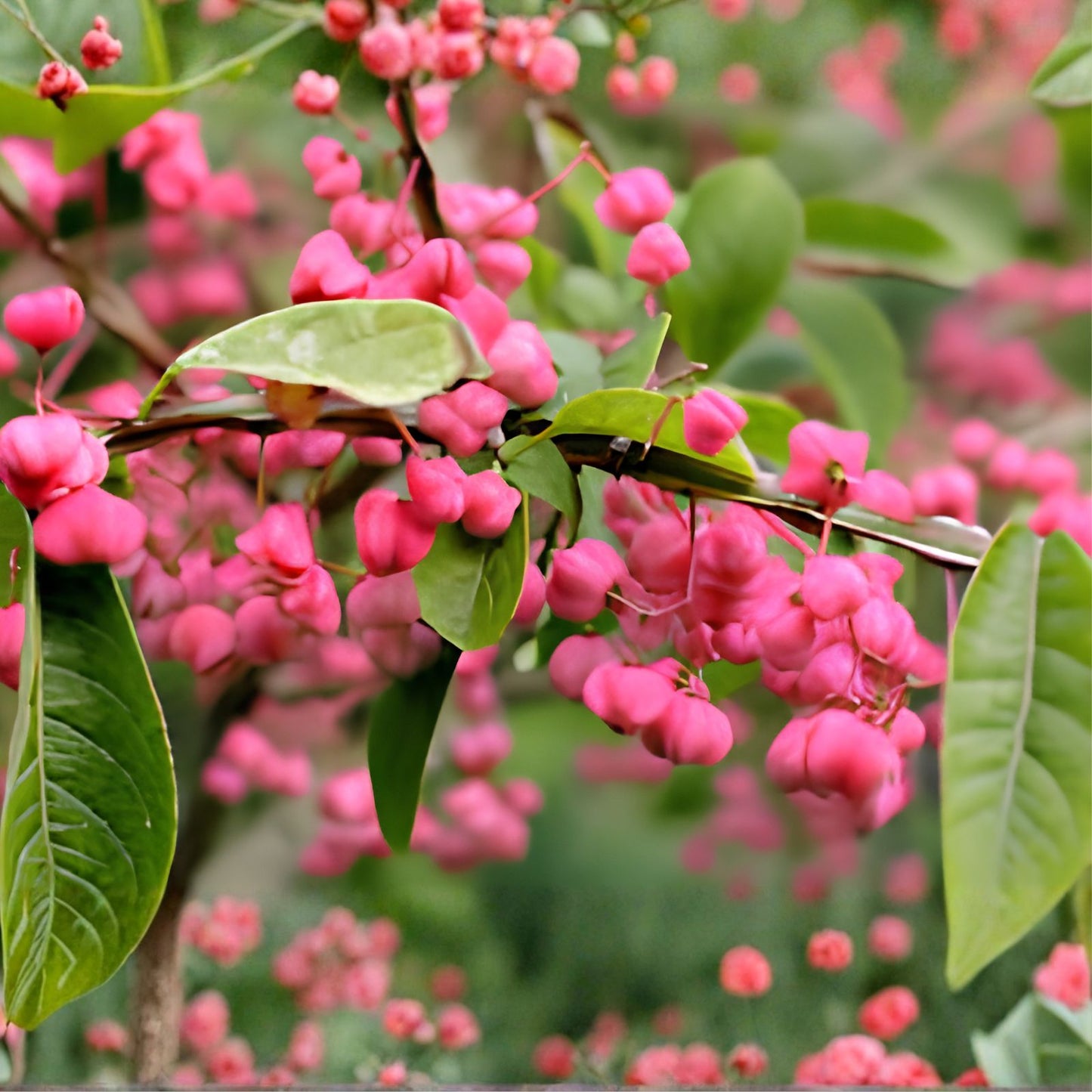 Cork Spindle Shrub Seeds 10 Pack – Euonymus phellomanus Hardy Shrub for Garden Landscaping