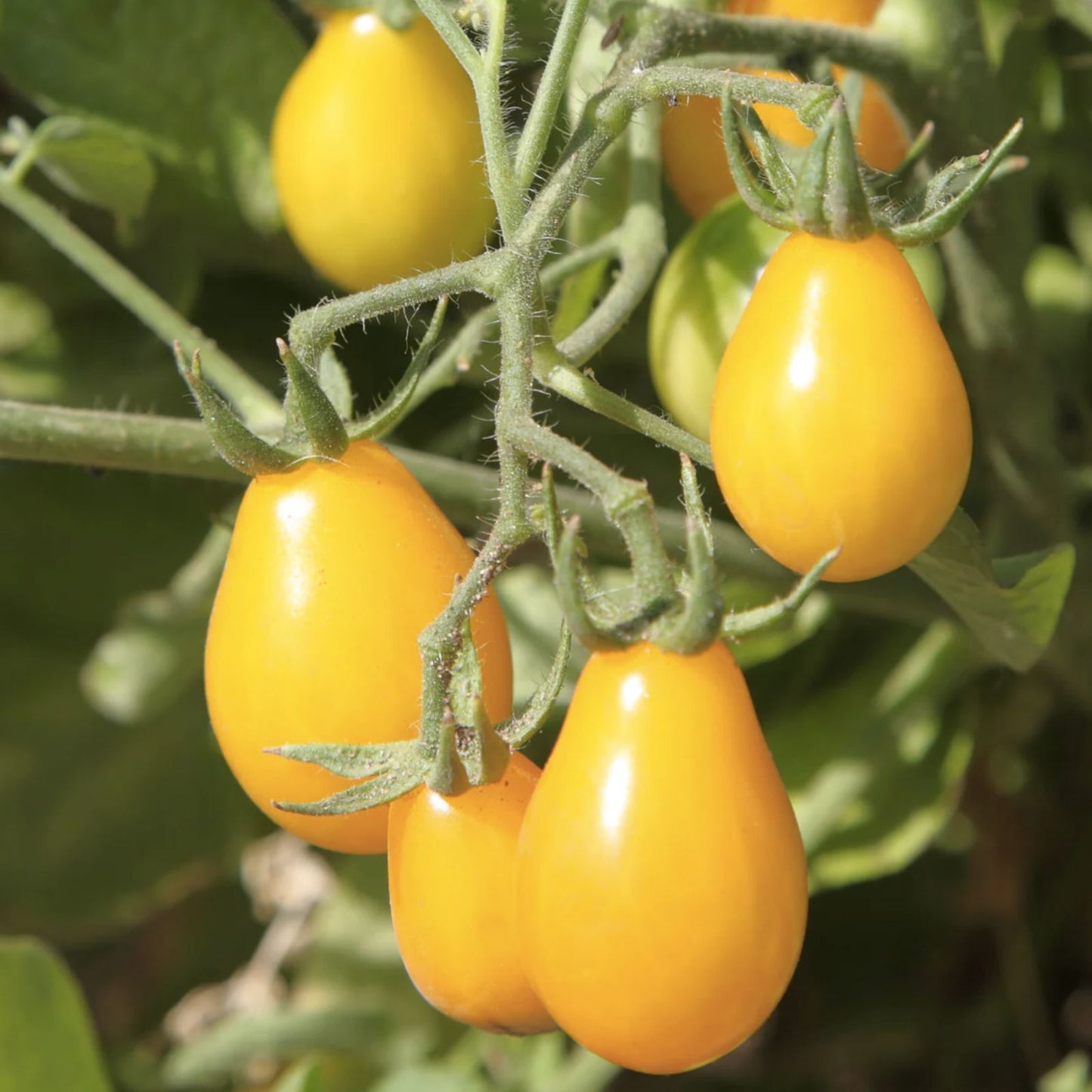 Yellow Pear Tomato Seeds, High Yield, Salad Tomato, Solanum lycopersicum, Organic, Heirloom, Starter Plant