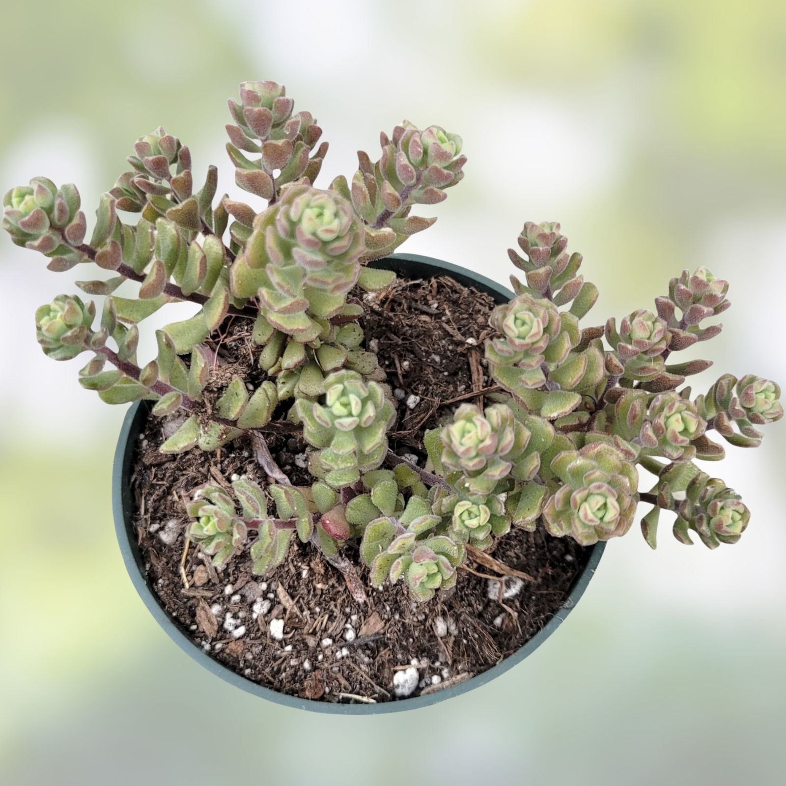 Sedum Versadense Korean Succulent Plant 2 Inch | Indoor Outdoor Drought-Resistant Greenery Garden Decor