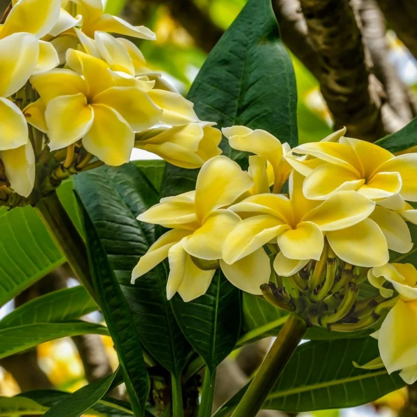 Plumeria Live Cutting - Yellow Tropical Plant - Frangipani (Plumeria spp.) - Garden Flower, Indoor Outdoor Plant