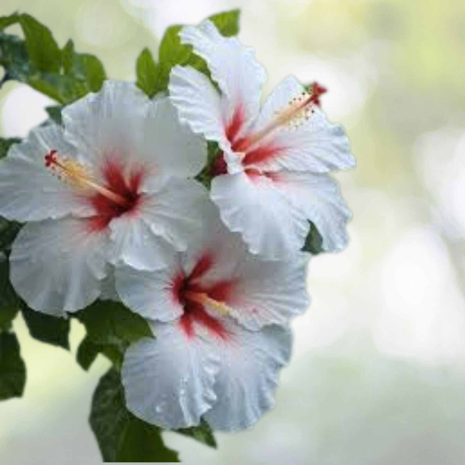 25 White Hibiscus Seeds - Crimson Eye - Perennial Flower Seeds - Hibiscus rosa-sinensis