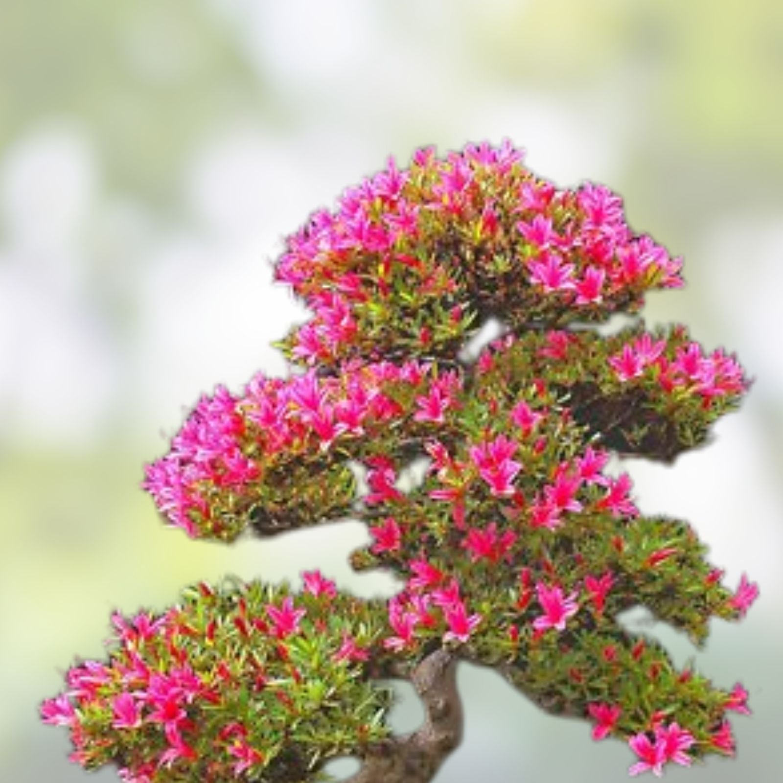 Royal Azalea Bonsai Tree Seeds – Rhododendron schlippenbachii – 30 Seeds for Gardening and Bonsai Cultivation