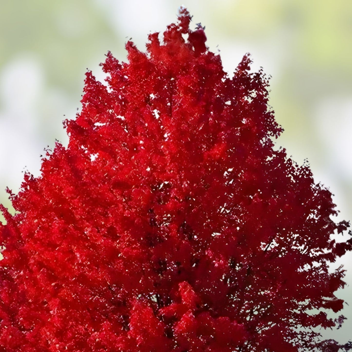 Red Maple Seedlings 2-Pack, Acer rubrum, Fast Growing Hardy Shade Trees for Southern Alabama