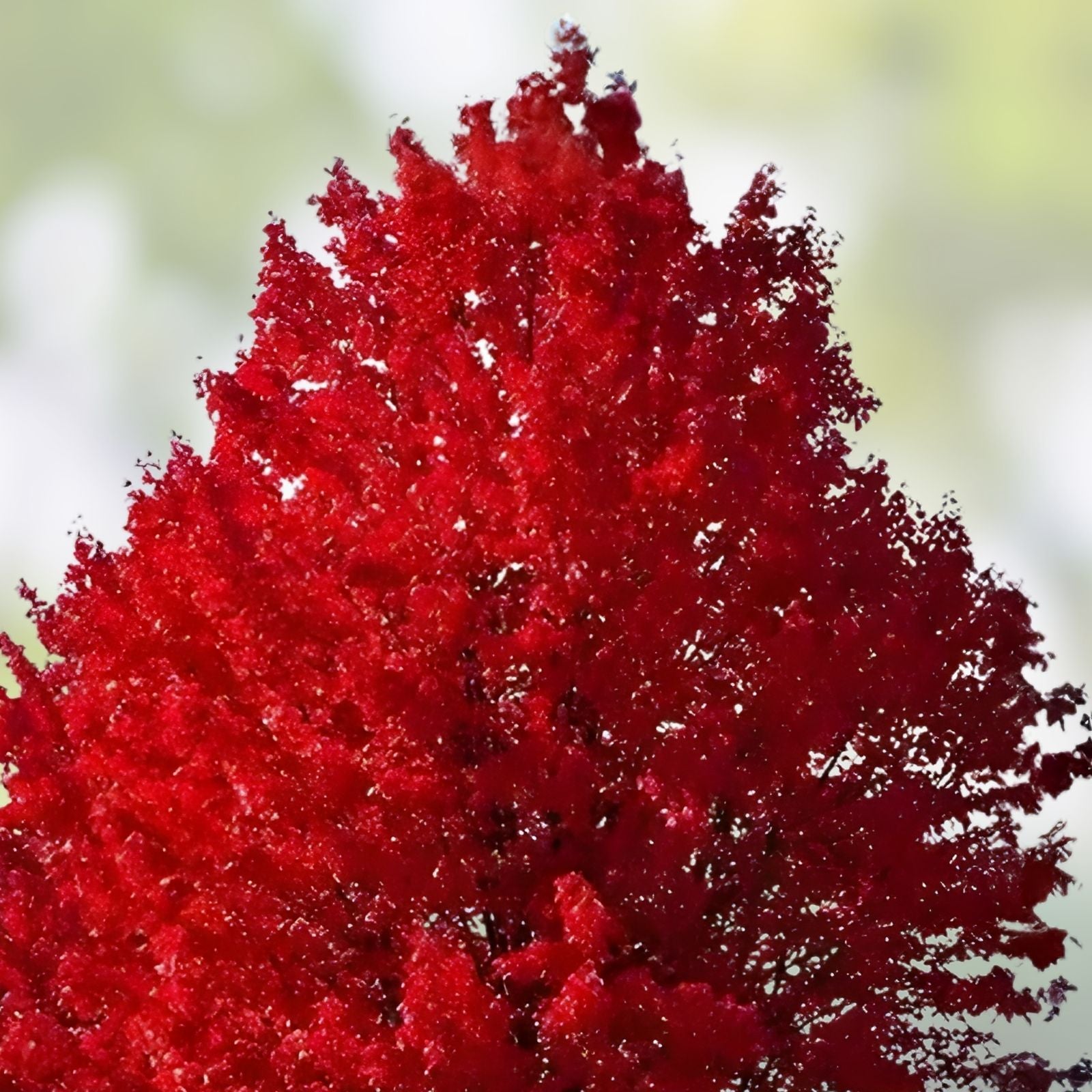 Red Maple Seedlings 2-Pack, Acer rubrum, Fast Growing Hardy Shade Trees for Southern Alabama