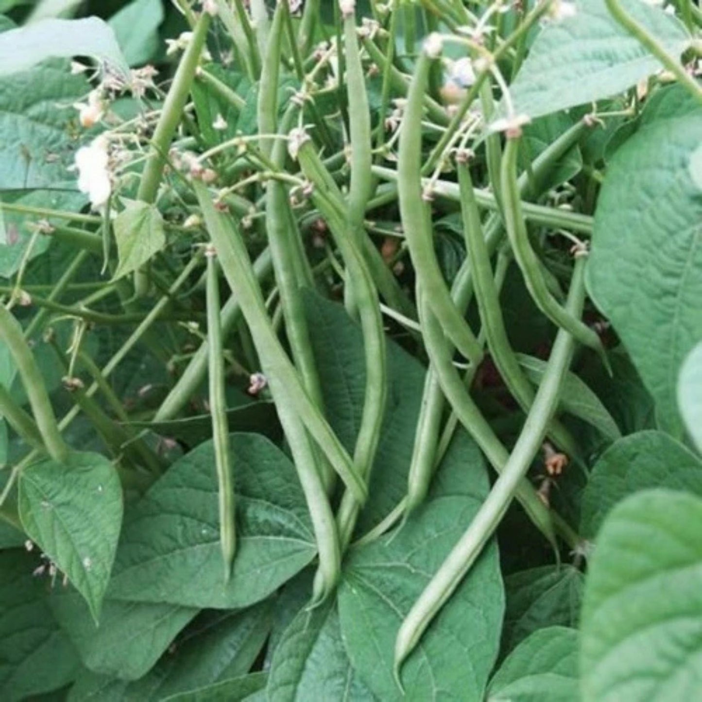 Topcrop Bush Bean Seeds – 100+ Green Phaseolus vulgaris Vegetable Seeds for Gardening, Edible Pods, Easy to Grow