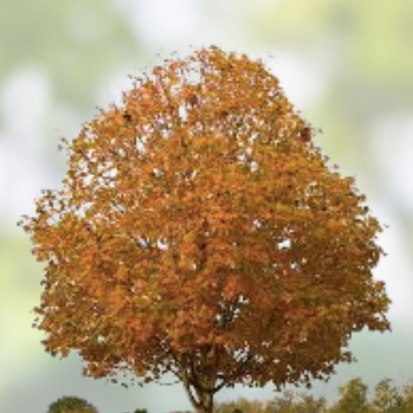 50 Sugar Maple Seeds - Vibrant Yellow Fall Leaves - Acer Saccharum - Gardening and Landscaping Seeds