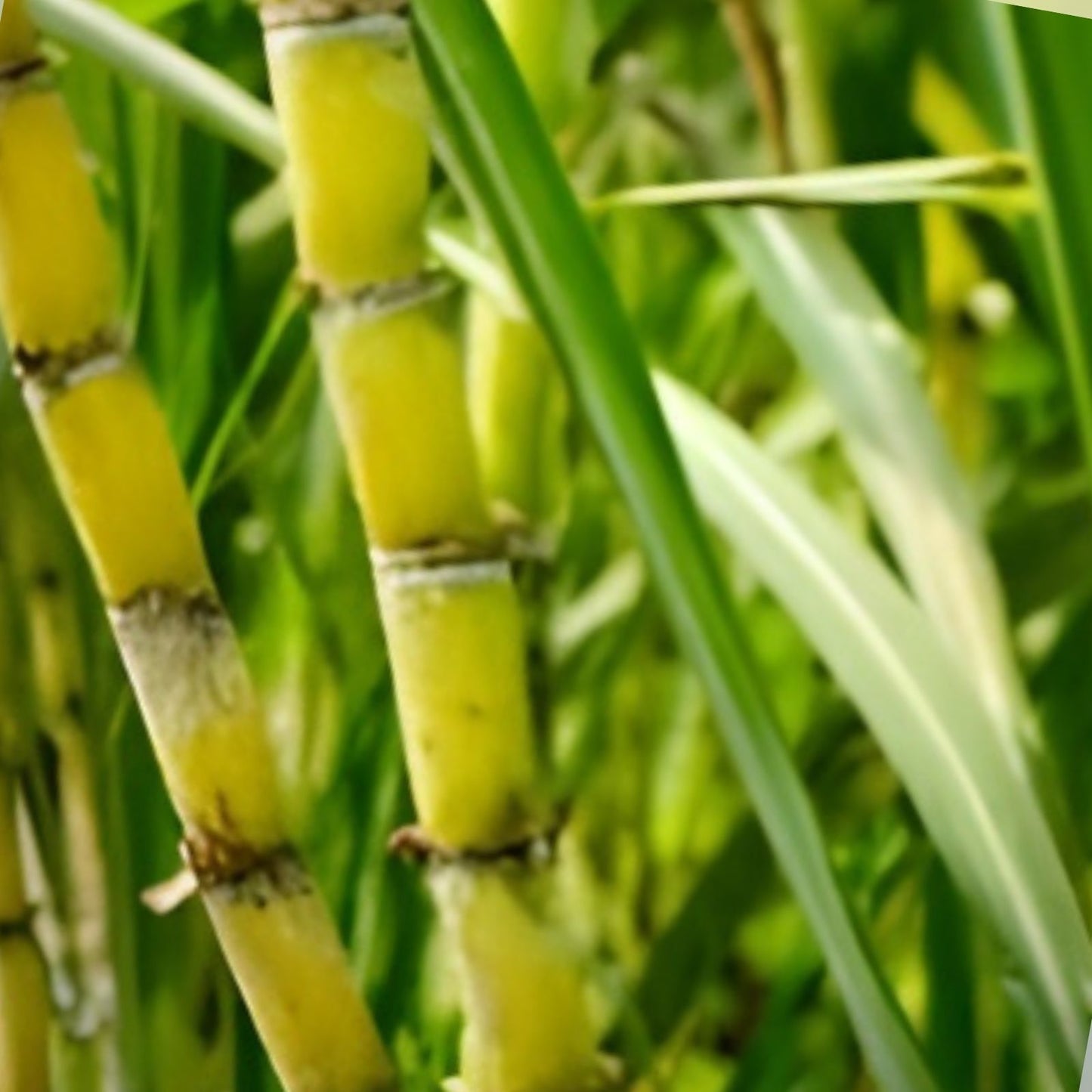 Green Sugarcane Cutting 1+1 PCS Fresh Juicy Live Plant Ready to Plant Saccharum officinarum