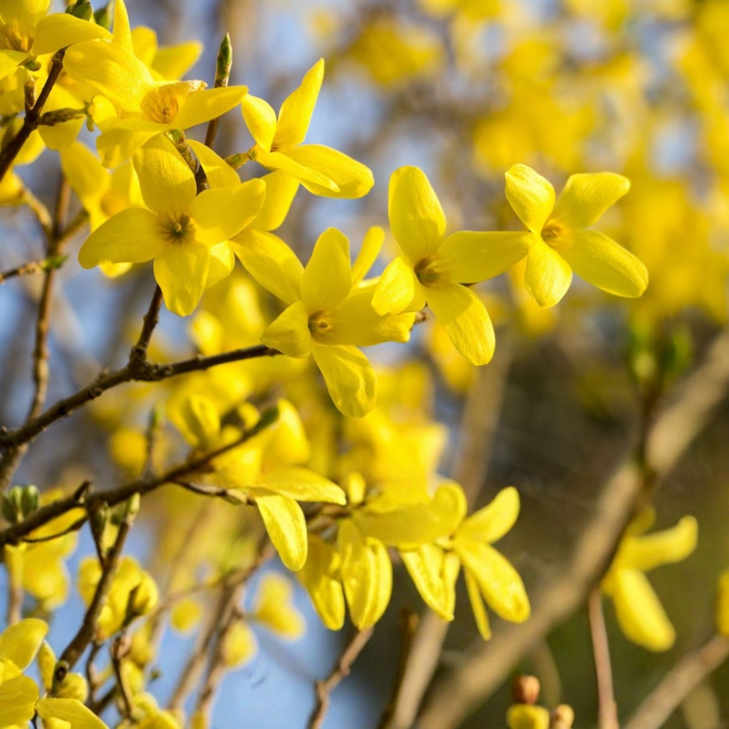 Forsythia Plant Cuttings 6-8" Fresh Unrooted Propagation (12) - Forsythia spp. for Gardening and Landscaping