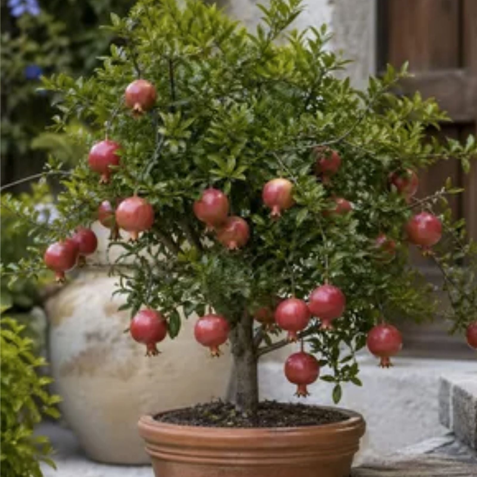 Pomegranate Bonsai Seeds - 20 Seeds - Edible Fruit Tree - Punica granatum - Grow Your Own Bonsai Tree