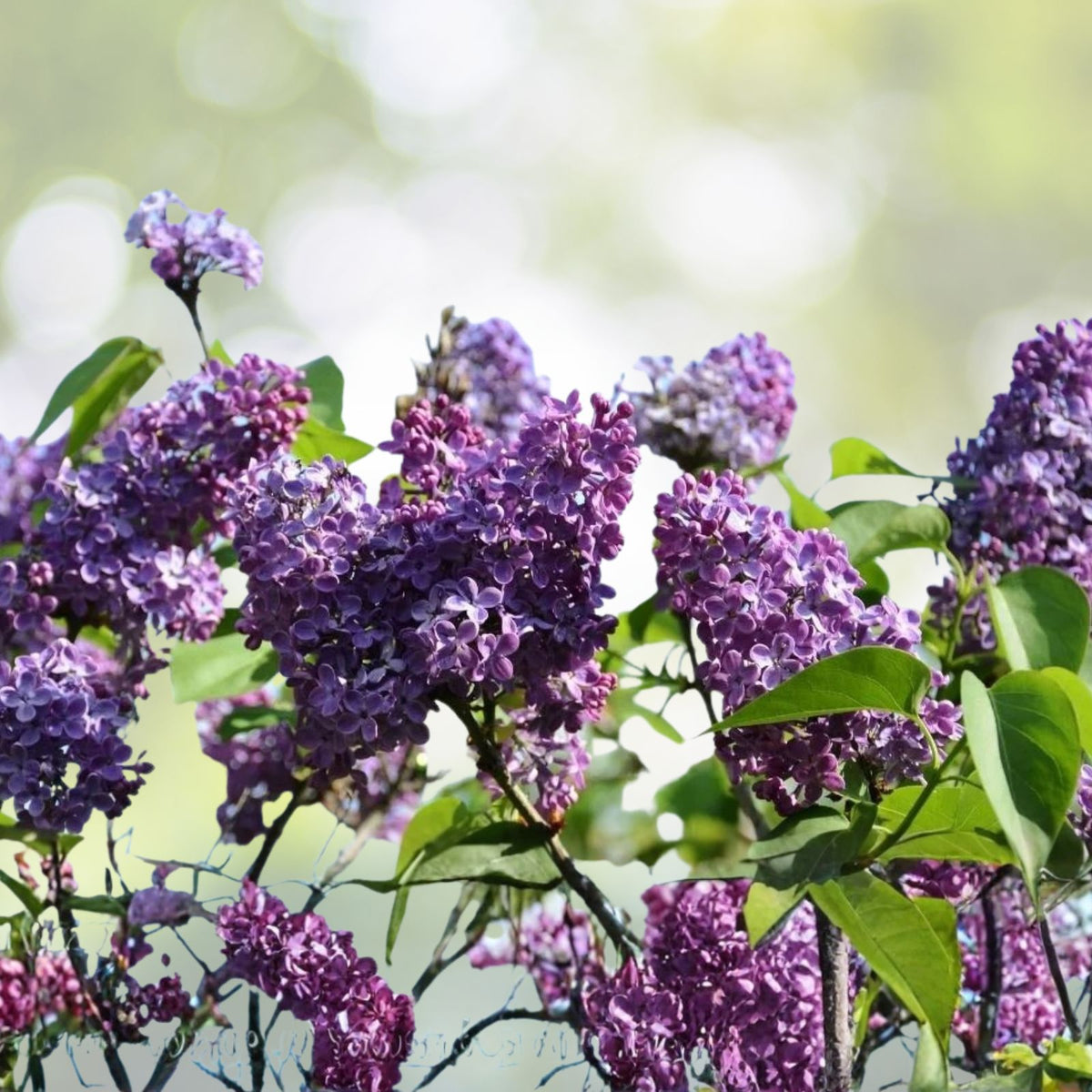 Lilac Cuttings - 6 Inch Long - Fragrant Purple - Syringa spp. - 5 Pack