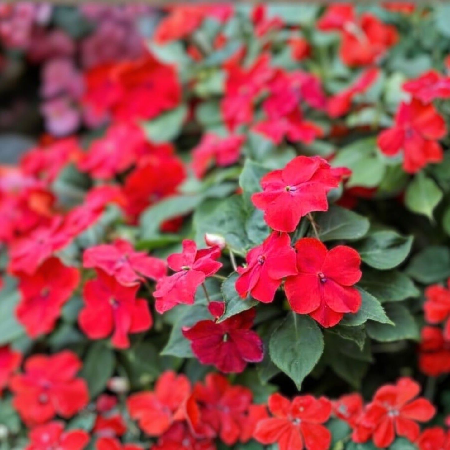 Impatiens Seeds 500 Count Scarlet Sun & Shade Walleriana Non-GMO Garden Flower Seeds
