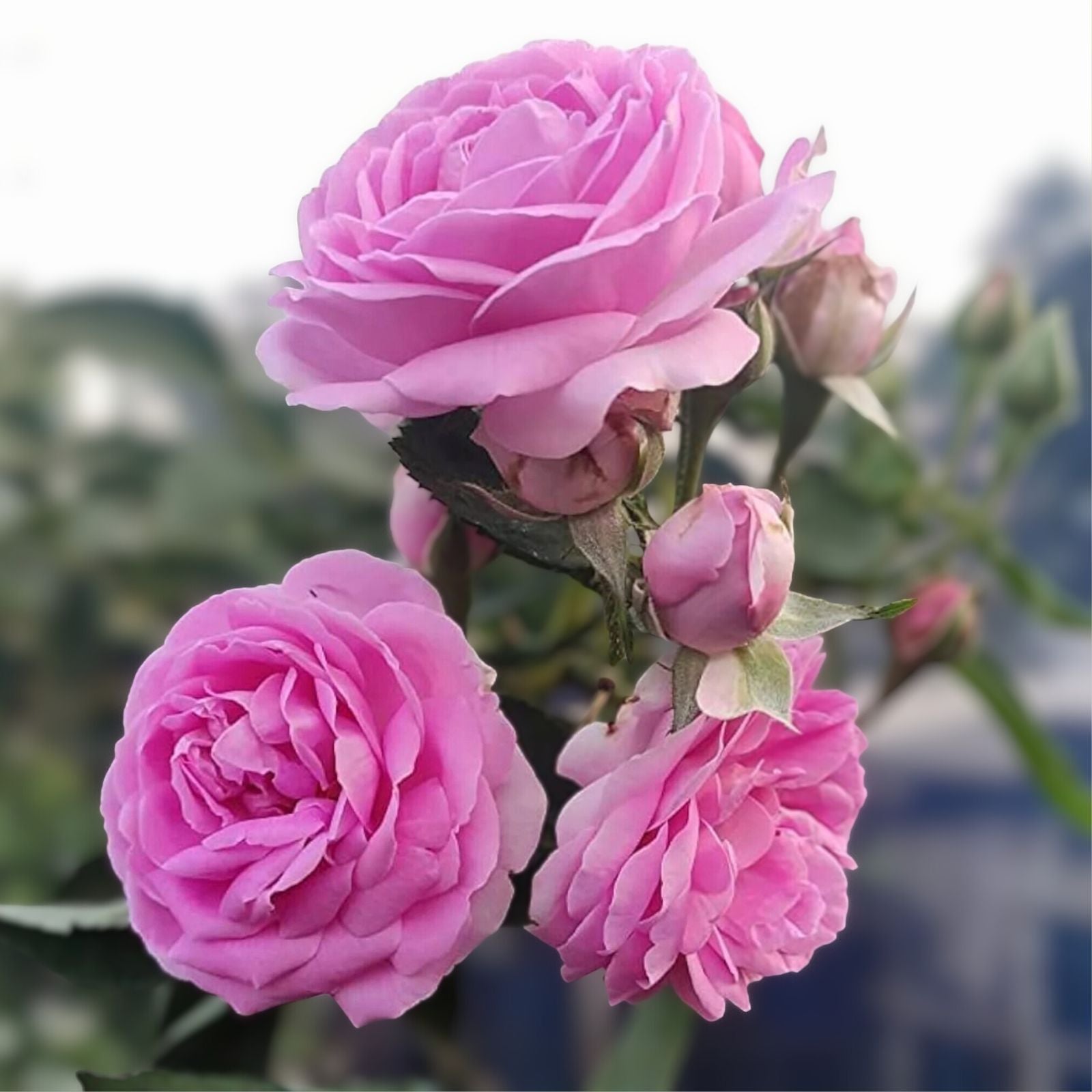 Pink Fragrant Rose Cuttings - 6 Inch Long - 5 Pieces - No Roots - Rosa spp.