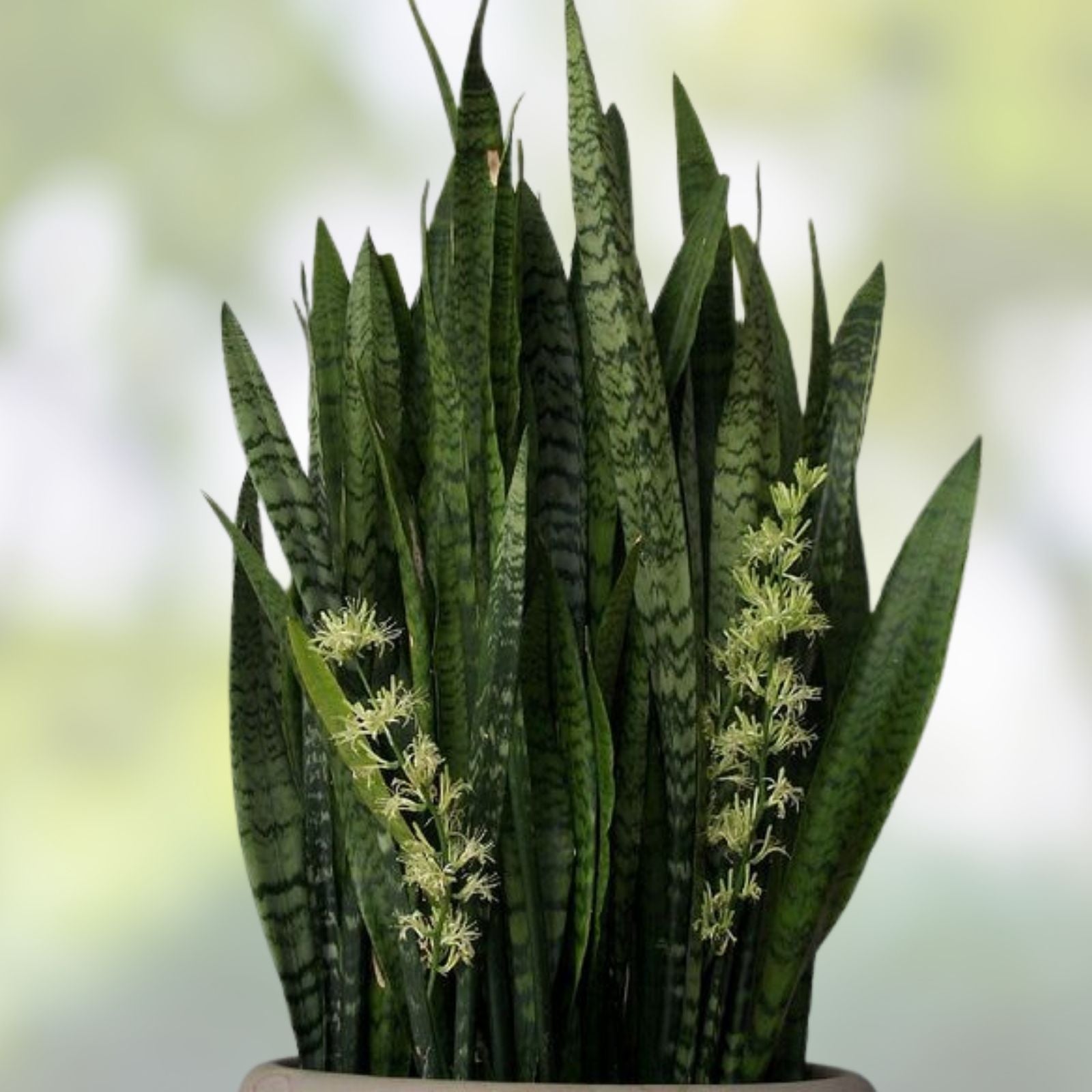 Sansevieria Starter Leaf Cuttings – 3 Organic Hawaii Grown Snake Plant Cuttings – Mother-in-Law's Tongue – Indoor Houseplant