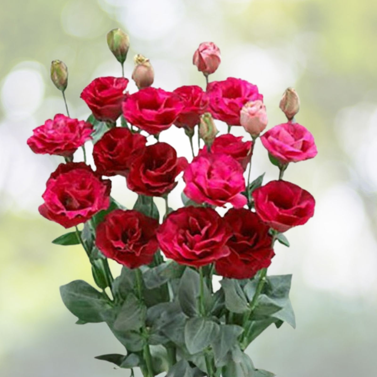 Raspberry Dalliance Lisianthus Seeds 125-5000 Non-GMO Heirloom Flower Seeds Eustoma grandiflorum