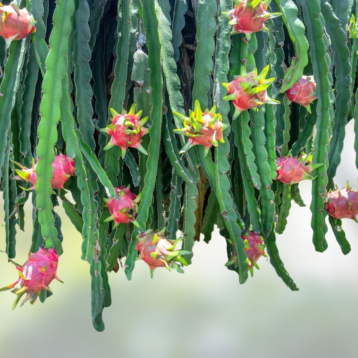 Dragon Fruit Cutting - Multiple Varieties - Hylocereus spp. - Tropical Edible Cactus Plant for Gardening