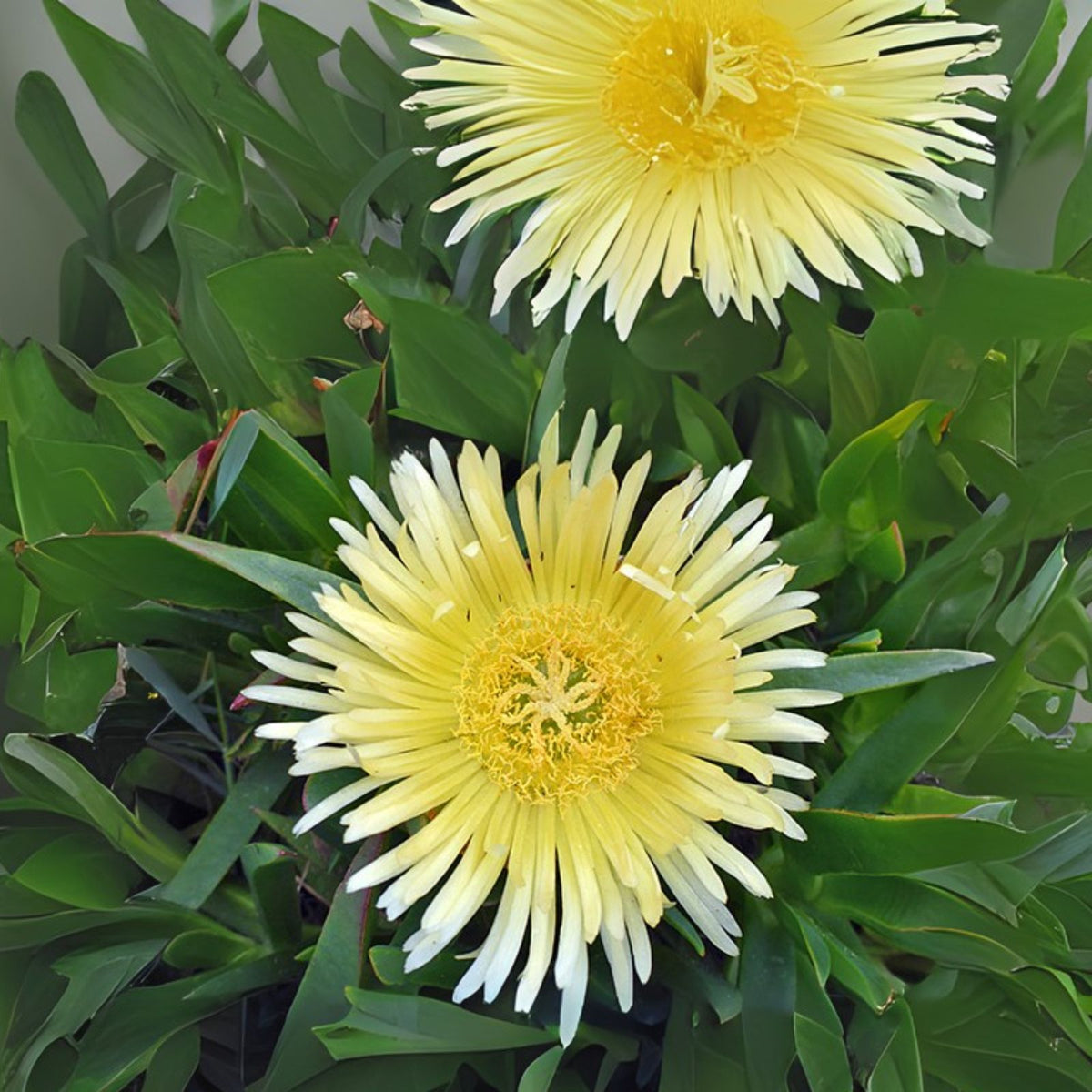 Ice Plant Cuttings, 5 x 6'' Yellowish & White Ground Cover Succulents, Fresh Cuttings - Delosperma spp.