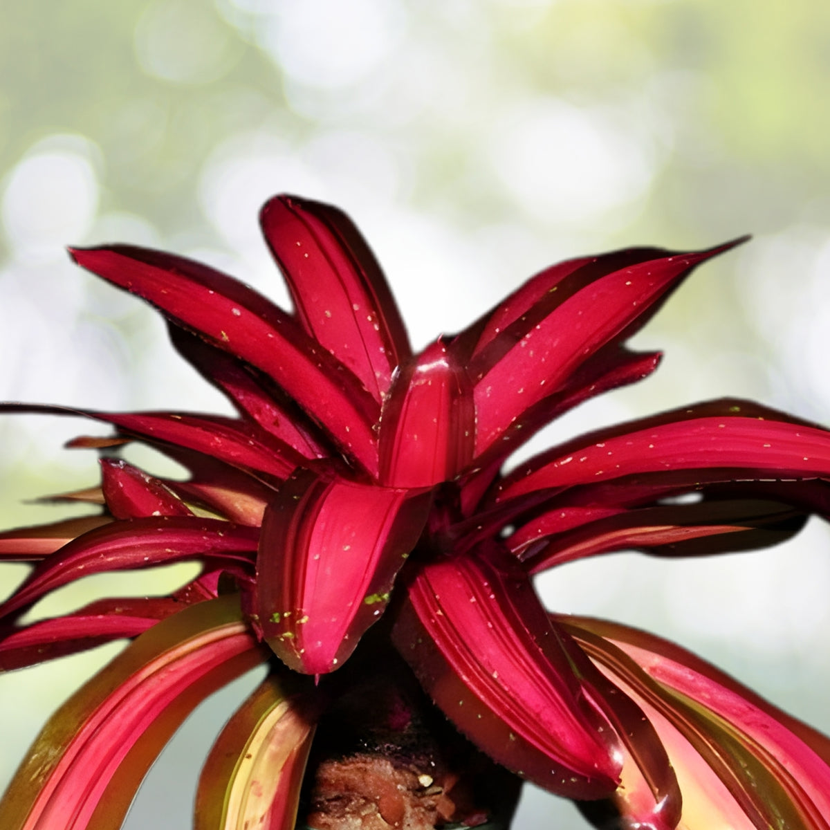 Bromeliad Plant 6" Neoregelia Margaret - Colorful Tropical Houseplant - Unique Foliage - Neoregelia spp.