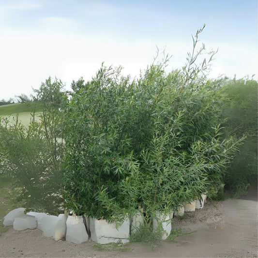 100 Hybrid Aussie Willow Tree Cuttings - Fast Growing Tree - Salix x fragilis