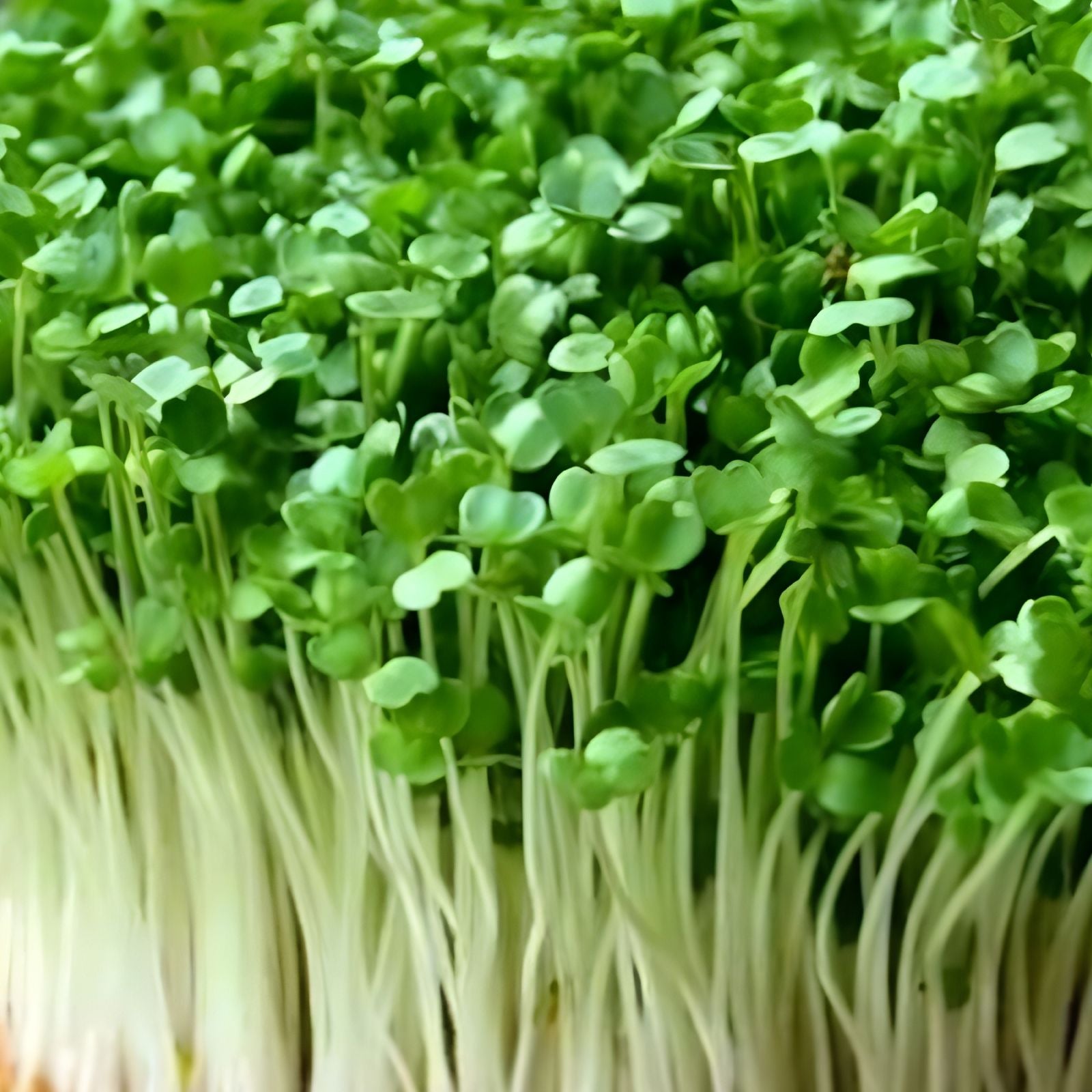 Alfalfa Microgreen Seeds 1,000 Count - Healthy Microgreens for Sprouting - Medicago sativa