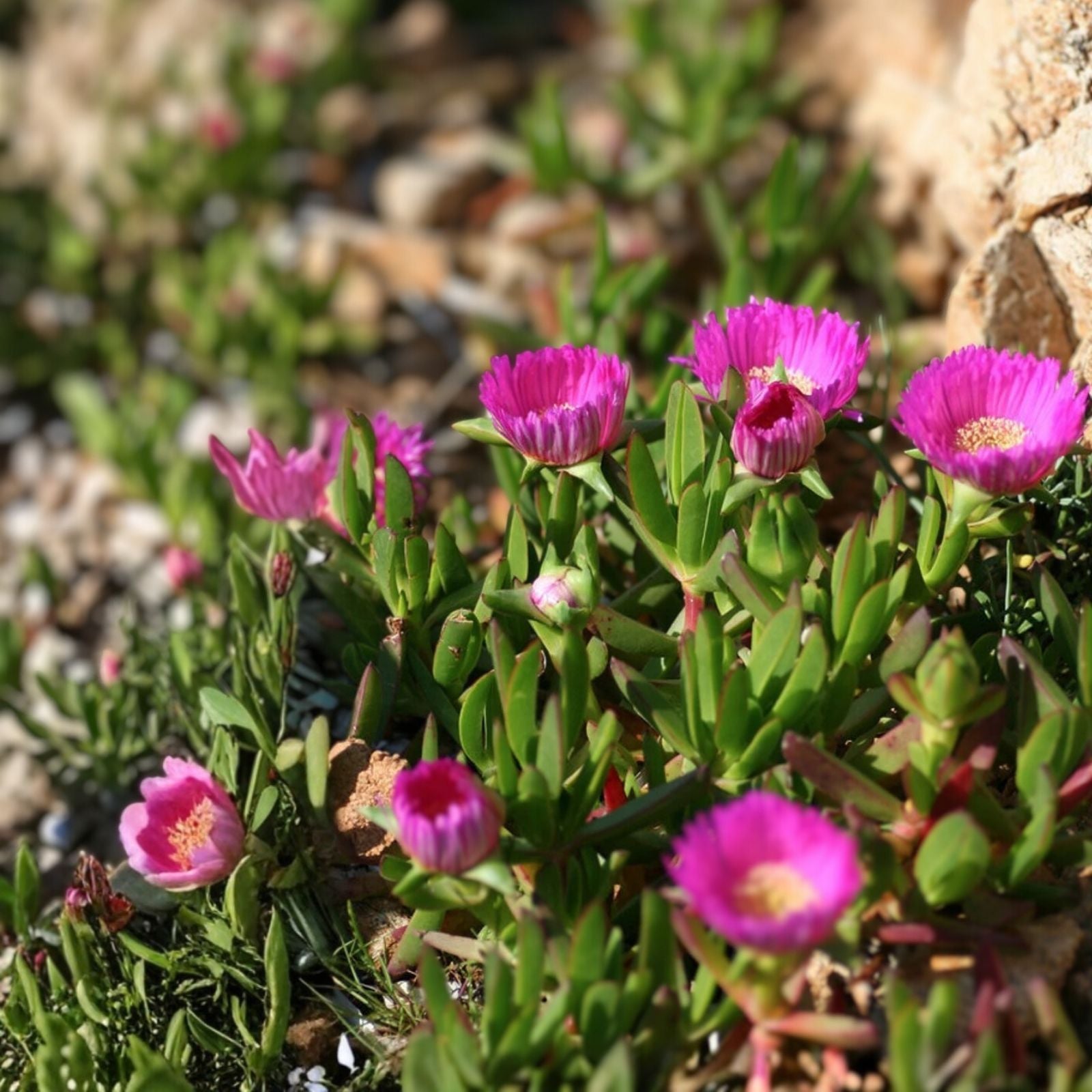 Live Ice Plant Cuttings - Delosperma Coastal Pig Face Succulents - 6 Pack, 3-4 Inches Long, Drought Tolerant, Low Maintenance Succulents
