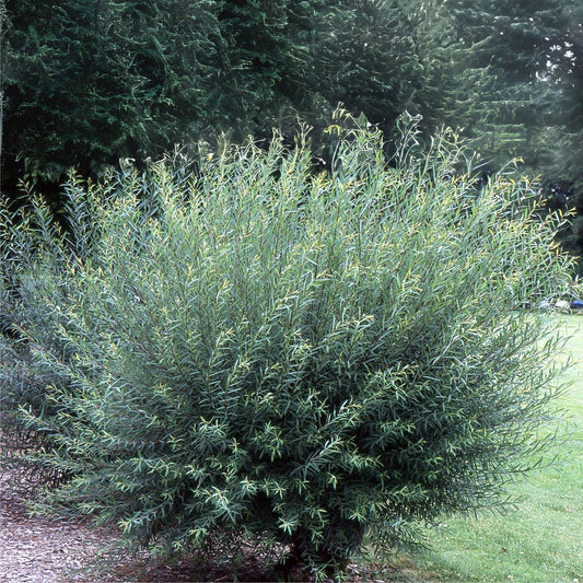 2 Basket Willow Bush Cuttings - Salix purpurea - Ideal for Wreaths and Crafts - Prized Branches for Will Making