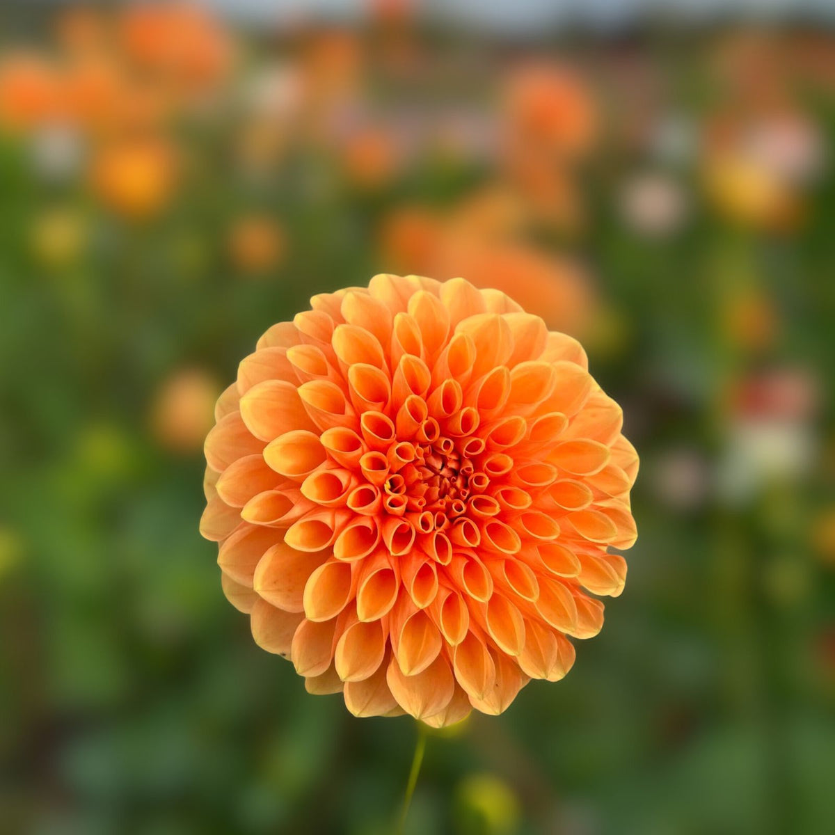 Dahlia Bulbs - Twyning Smartie Daisy Mix - Pink & White - Garden Flower Plant - Dahlia spp.