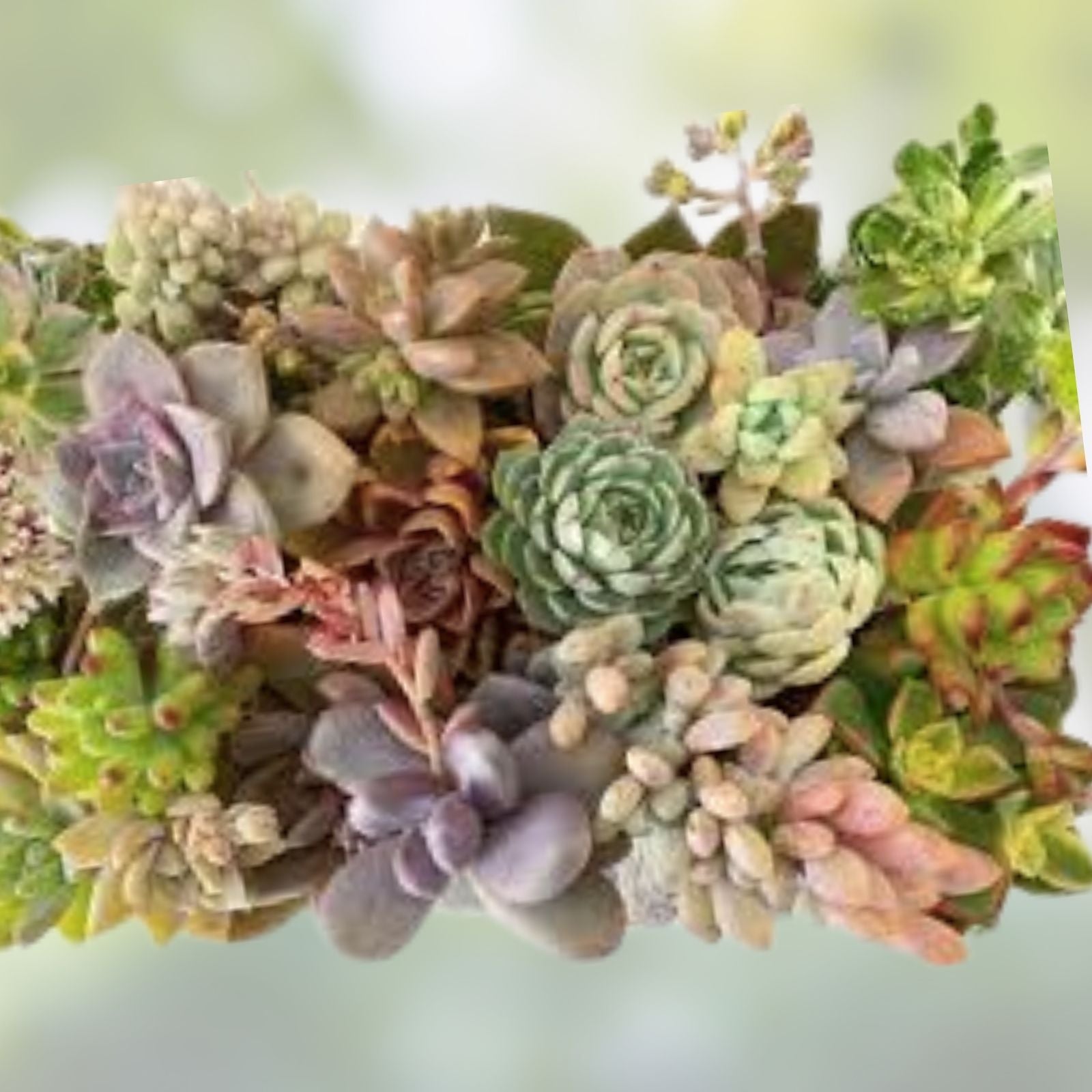 Assorted Succulent Cuttings 35 Pieces | Over 50 Varieties for Planting & DIY Arrangements | Live Succulents Collection