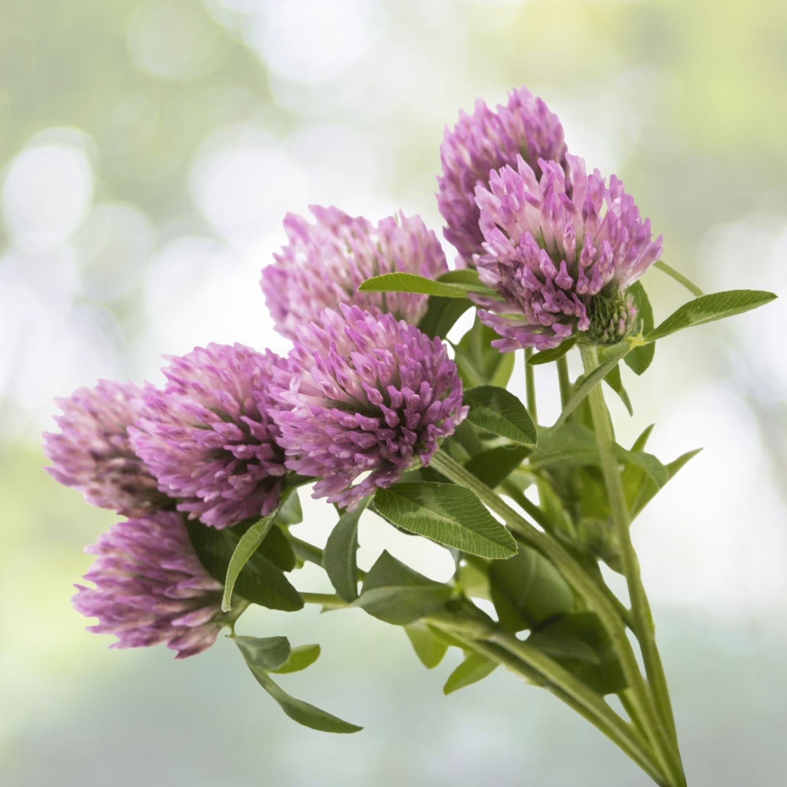 Alsike Pink Clover Seeds - 3,500+ Bulk Medicinal Herb Seeds - Trifolium hybridum - Easy to Grow, Free Shipping