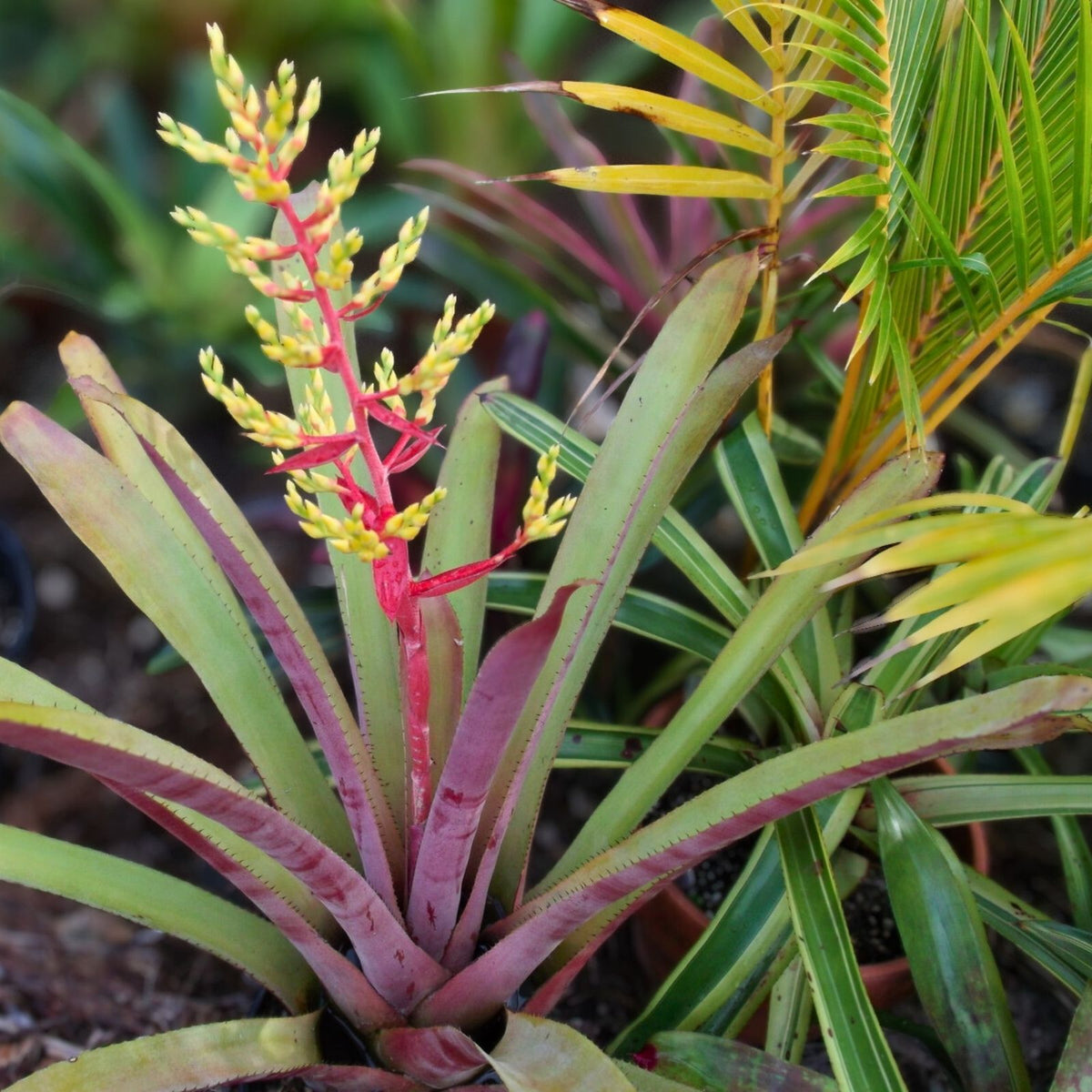 Bromeliad Plant 8" Aechmea Greg Tropical Houseplant Unique Foliage Aechmea distichantha Indoor Garden Decor