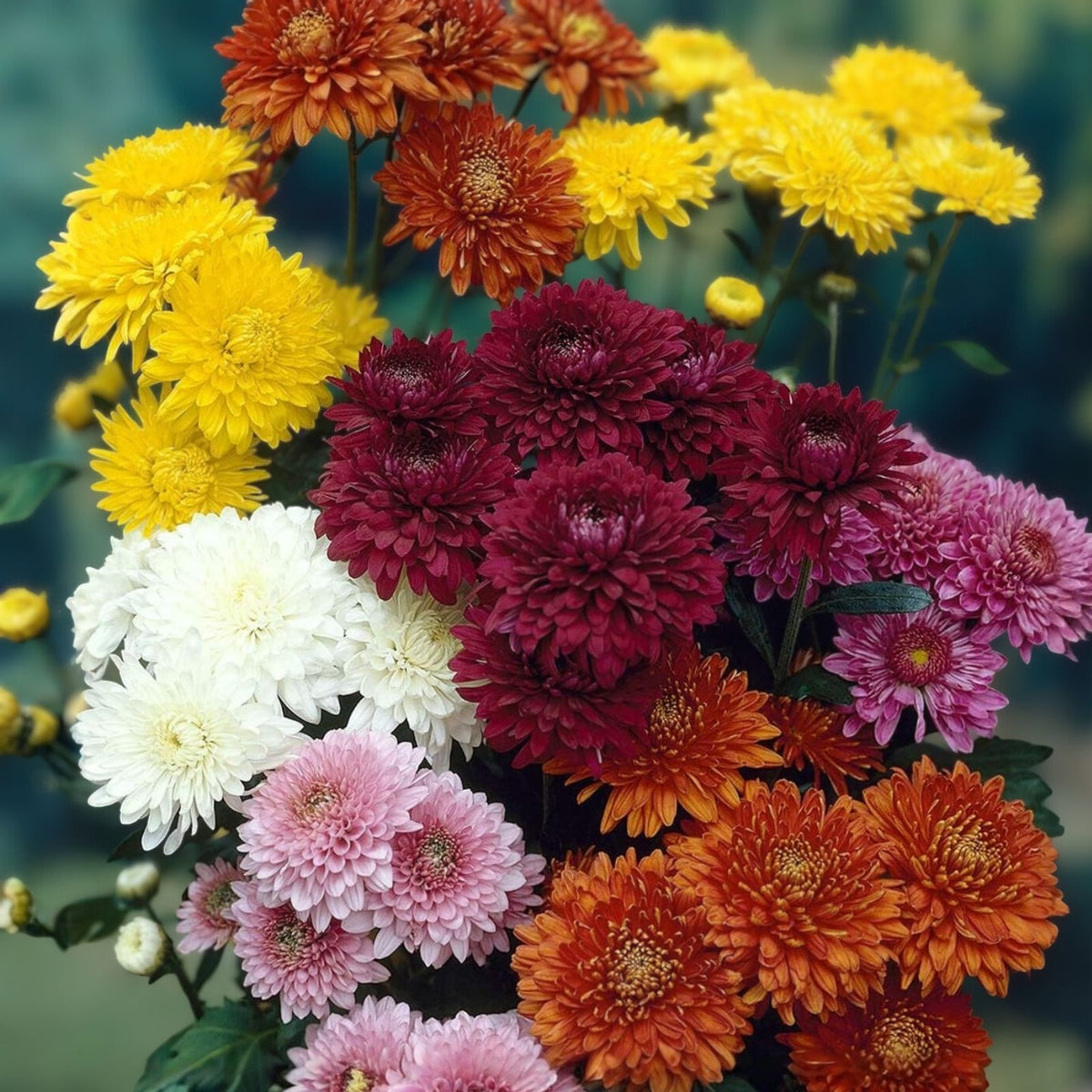 Mum Flower Seeds 200+ Orchid Delight Chrysanthemum Seeds Colorful Blooms Garden Chrysanthemum morifolium