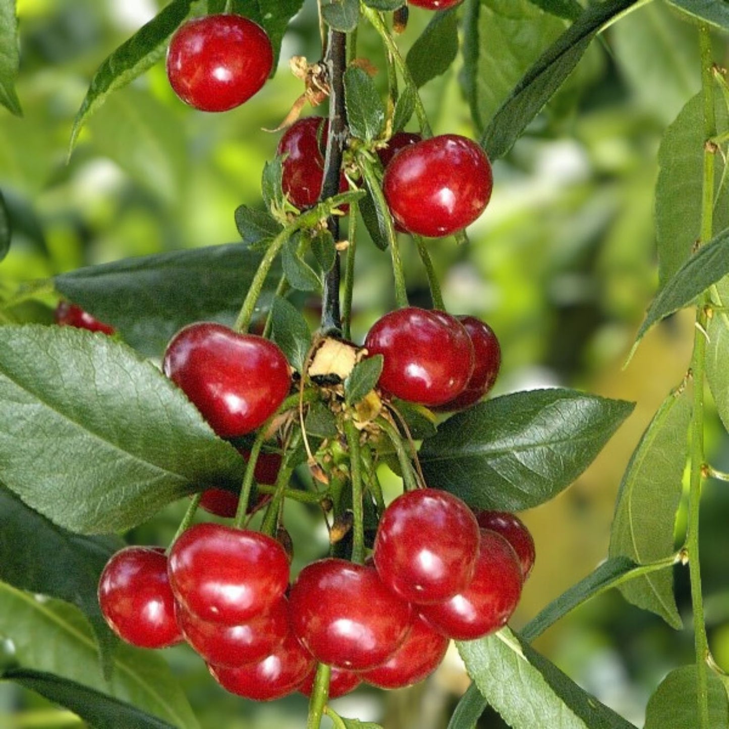 Evans Cherry Tree Seeds 20 Pack - Tasty Tart Fruits - Prunus cerasus 'Evans' - Edible Cherry Seeds for Home Garden