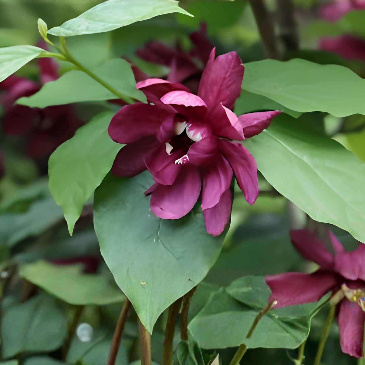 Sweetshrub Seedlings in 3-Inch Pots, Fragrant Flowers, Calycanthus floridus, Ornamental Shrubs for Garden Planting