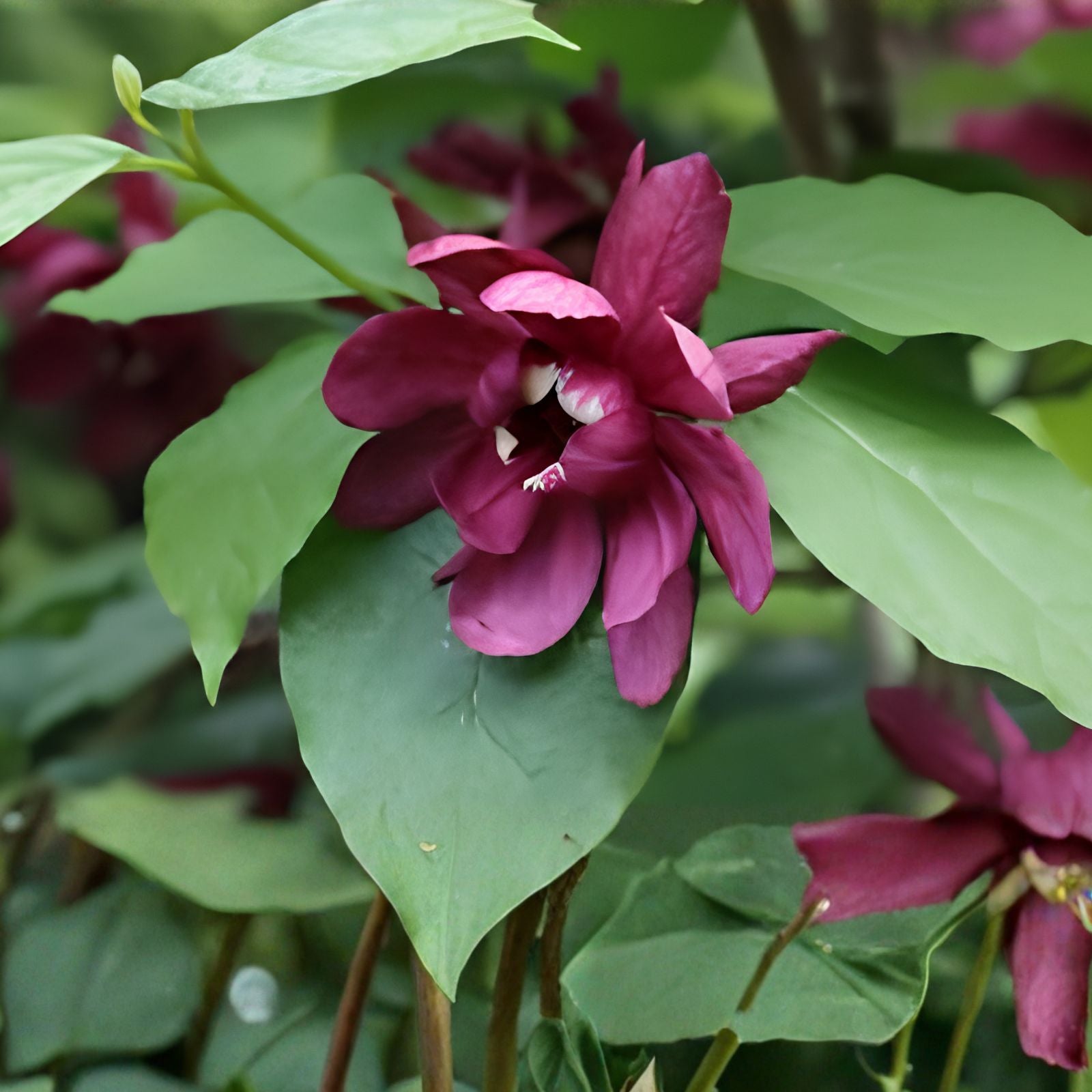 Sweetshrub Seedlings in 3-Inch Pots, Fragrant Flowers, Calycanthus floridus, Ornamental Shrubs for Garden Planting