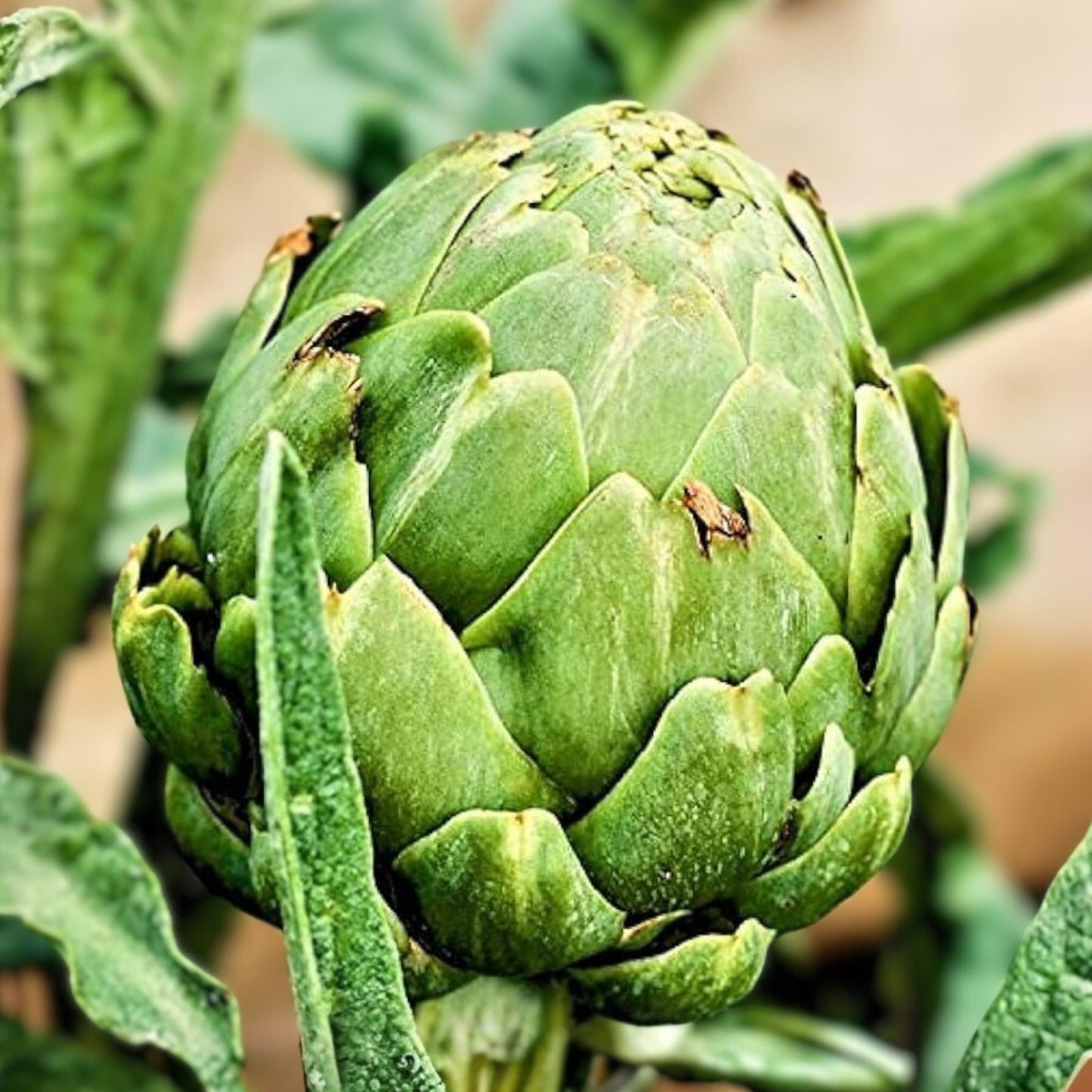 Artichoke Seeds 500 Count Green Globe Heirloom Non-GMO Cynara scolymus Vegetable Seeds for Gardening