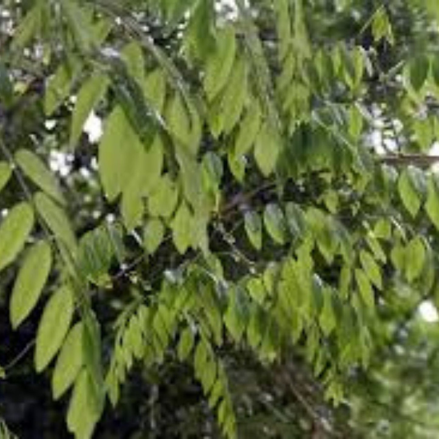 Cocobolo Tree Seeds for Planting, Premium Dalbergia retusa Lumber Variety, Hardwood for Fine Woodwork, Tropical Hardwood Seeds
