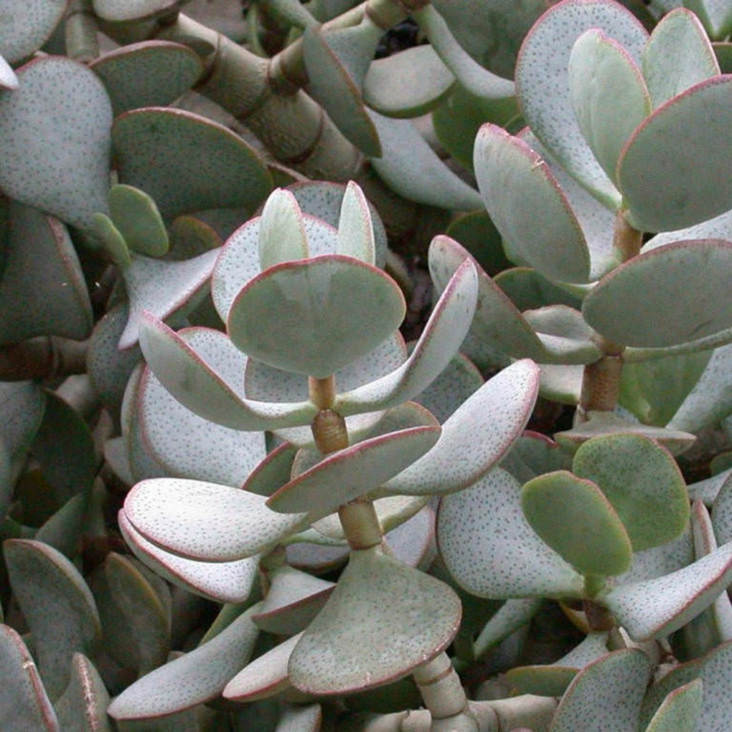 Silver Dollar Jade Cuttings - Crassula arborescens - Chinese Jade Succulent Plant Propagation Material